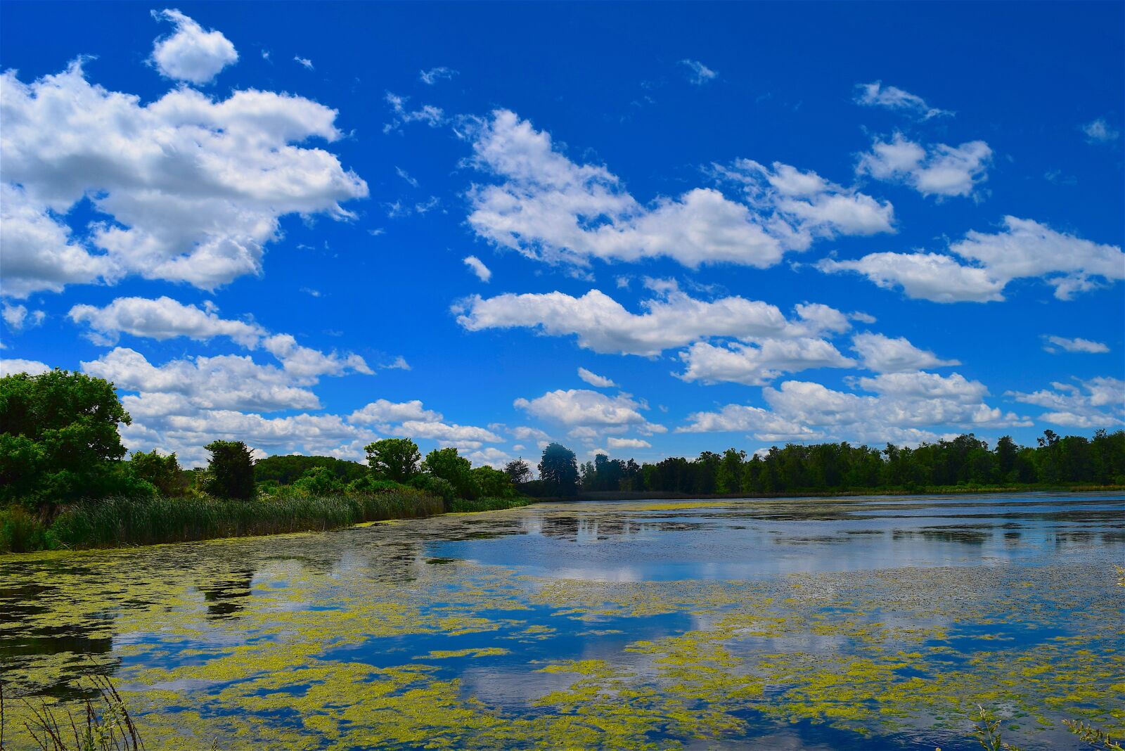 Nikon D3300 sample photo. Swamp, clouds, sky photography
