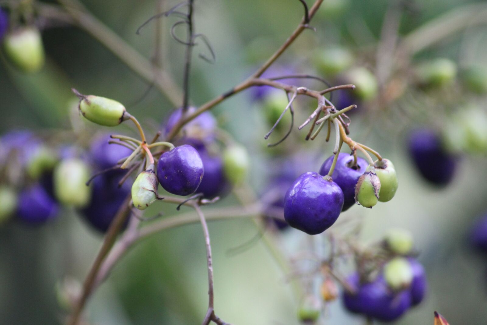 Canon EOS 500D (EOS Rebel T1i / EOS Kiss X3) sample photo. Berries, blue, fruit photography