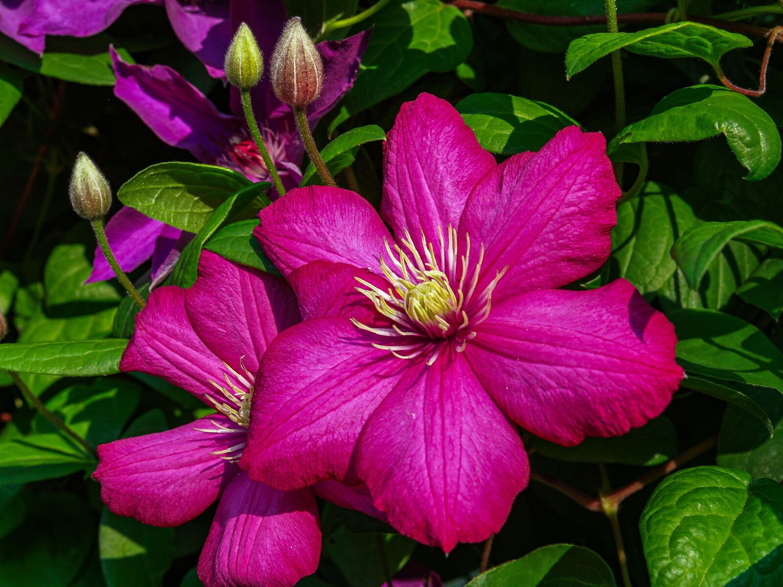 Olympus E-500 (EVOLT E-500) sample photo. Flower, climbing, plant photography