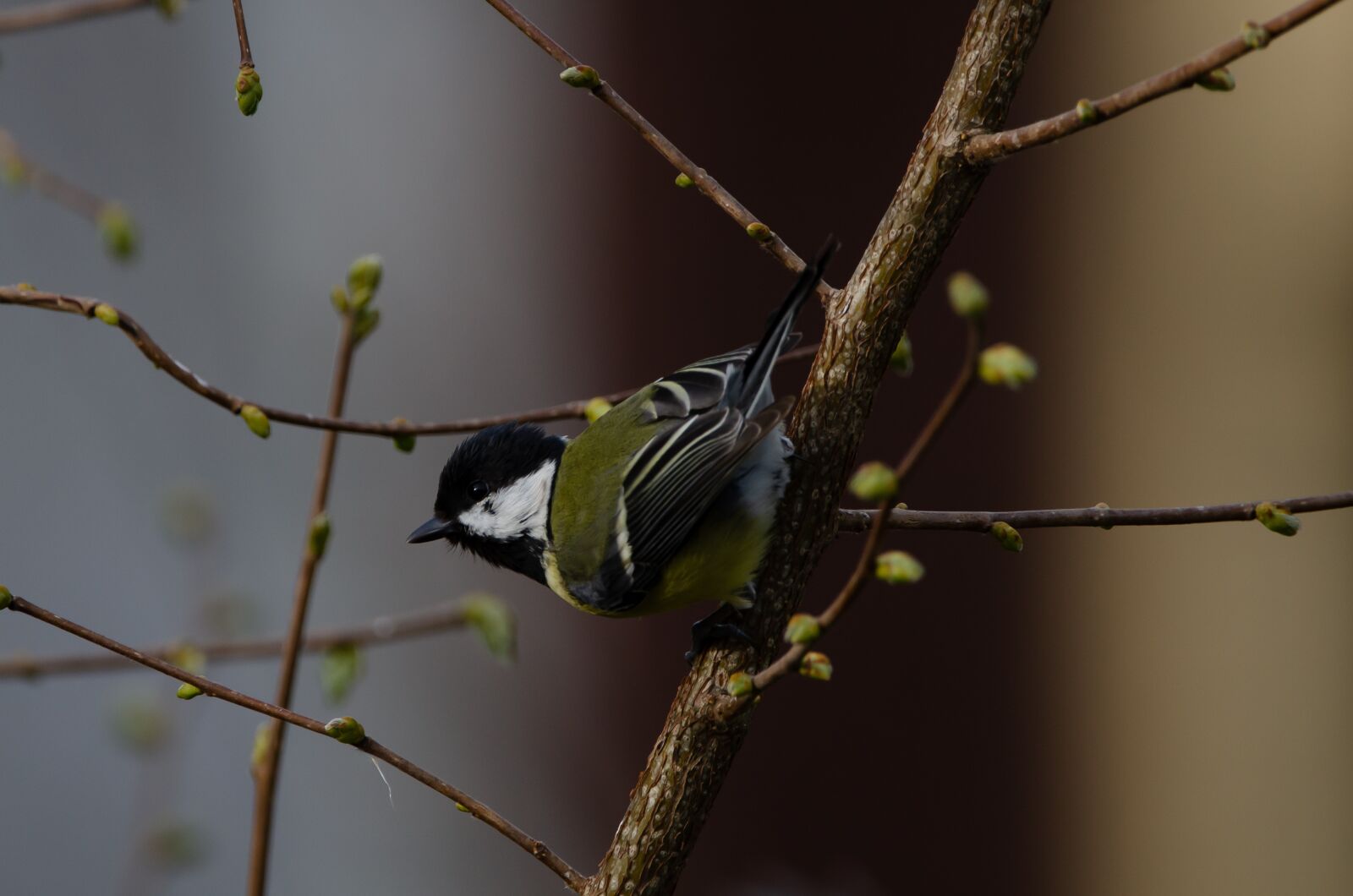 Nikon D7000 sample photo. Tit, bird, ready for photography