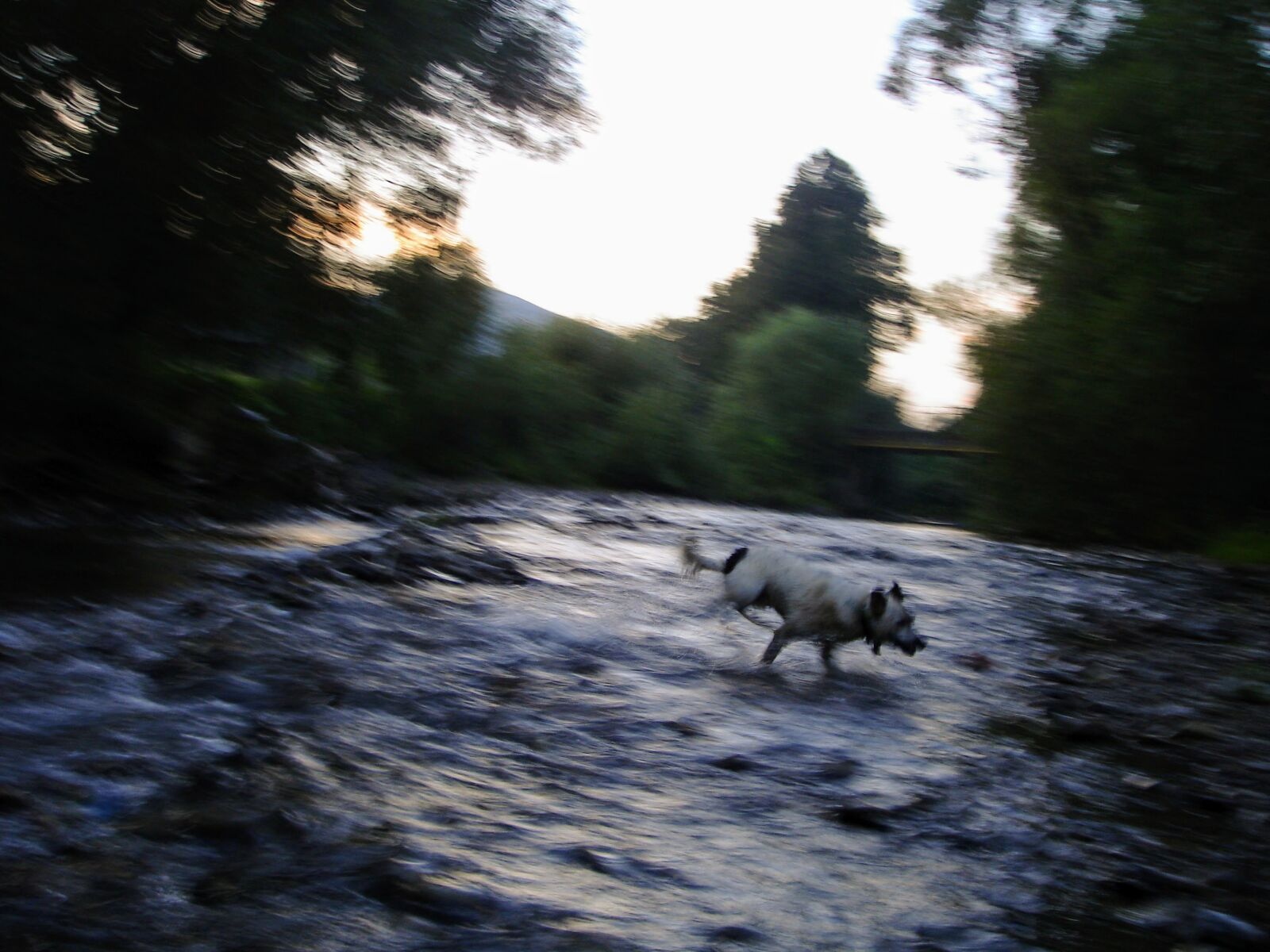 Sony DSC-W17 sample photo. Dog, glipmse, river, runner photography