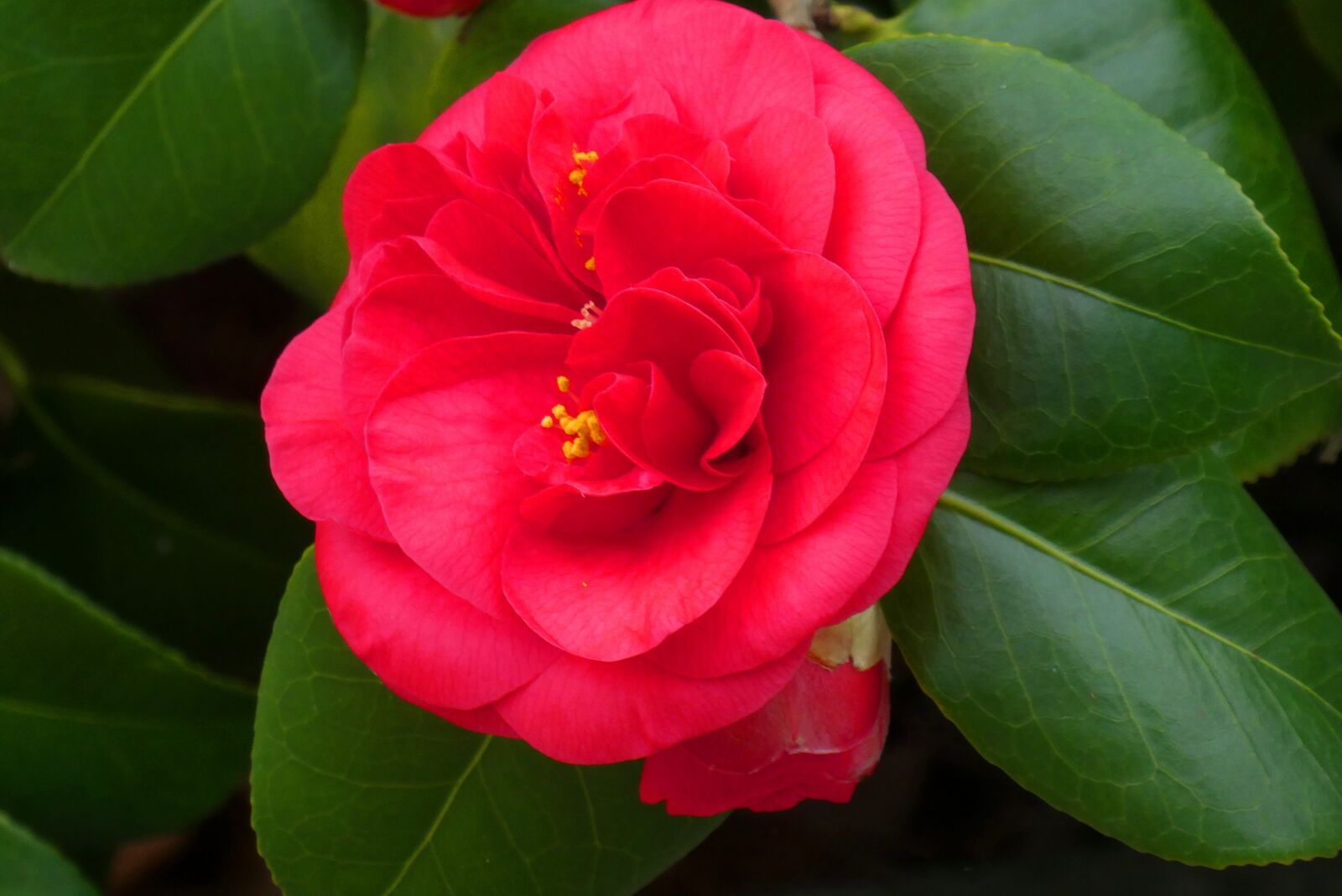 Panasonic Lumix DC-ZS70 (Lumix DC-TZ90) sample photo. Camellia, flower, bloom photography