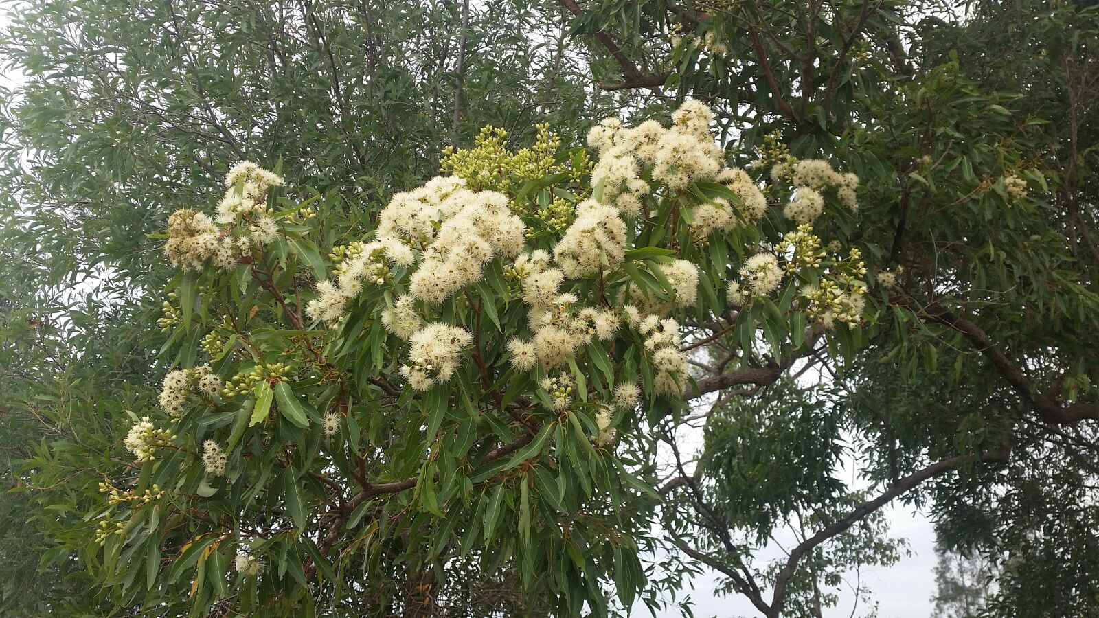 Samsung Galaxy S5 sample photo. Gum tree, eucalyptus, australian photography