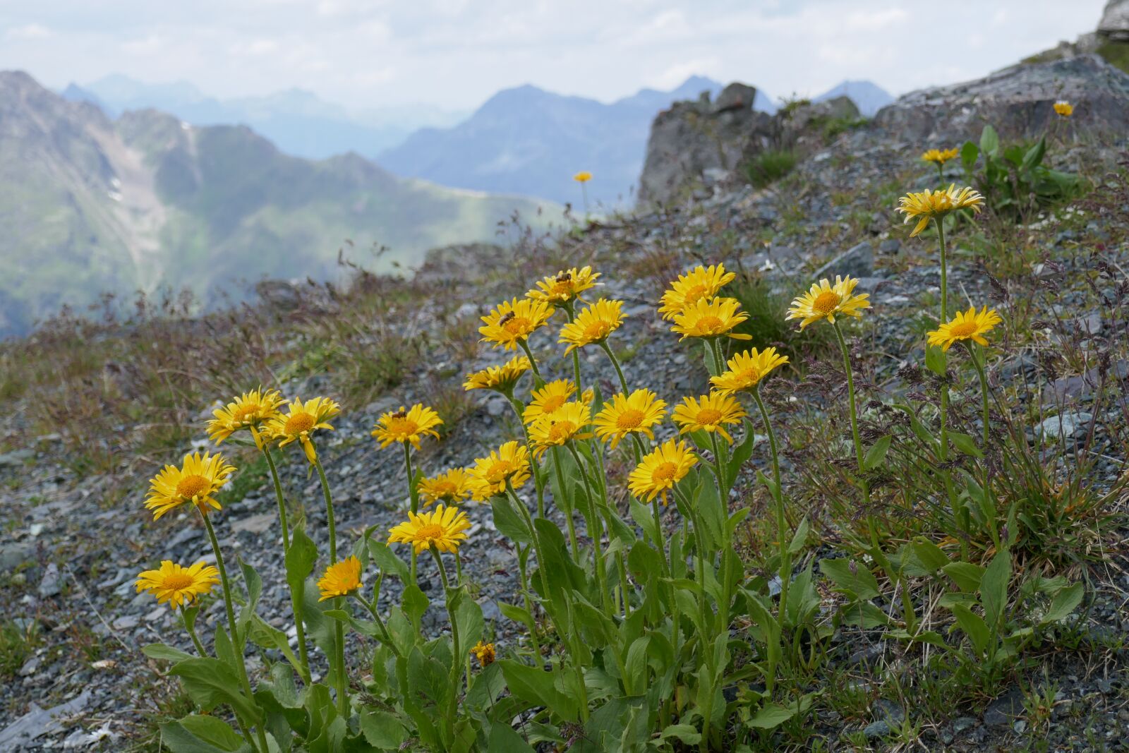 Panasonic DMC-TZ101 sample photo. Flowers, mountains, nature photography