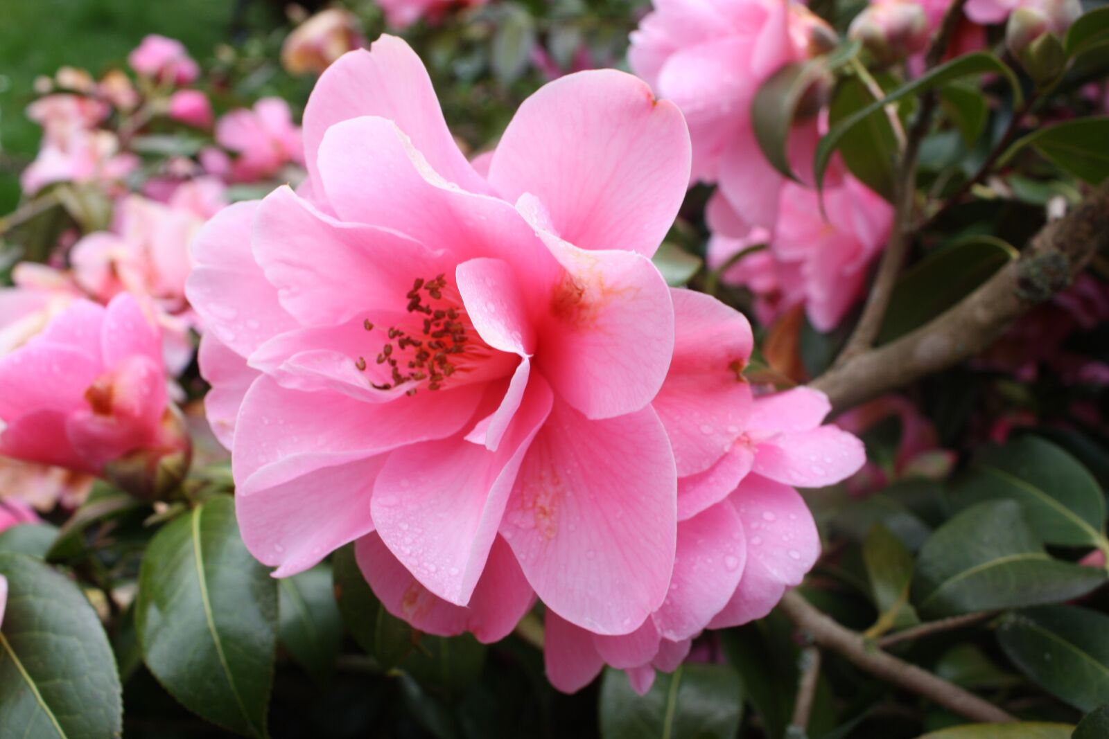 Canon EOS 450D (EOS Rebel XSi / EOS Kiss X2) sample photo. Camelia, camellia japonica, camellia photography