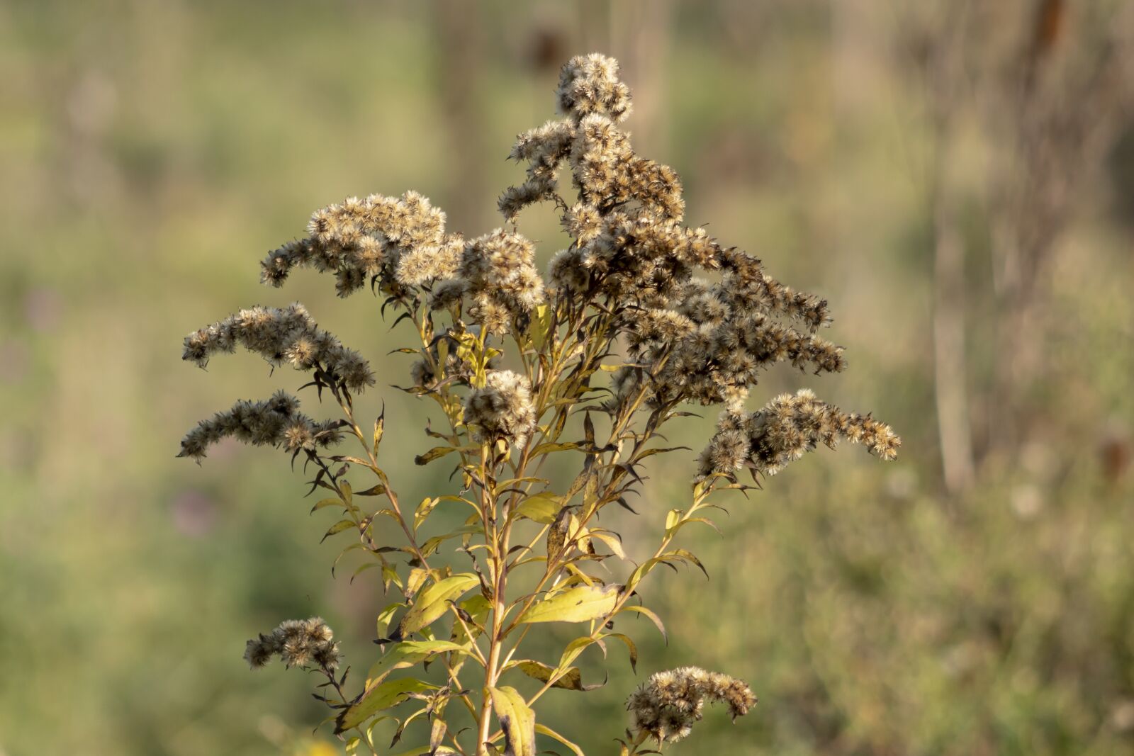 Canon EF75-300mm f/4-5.6 sample photo. Wildflower, goldenrod, meadow flower photography