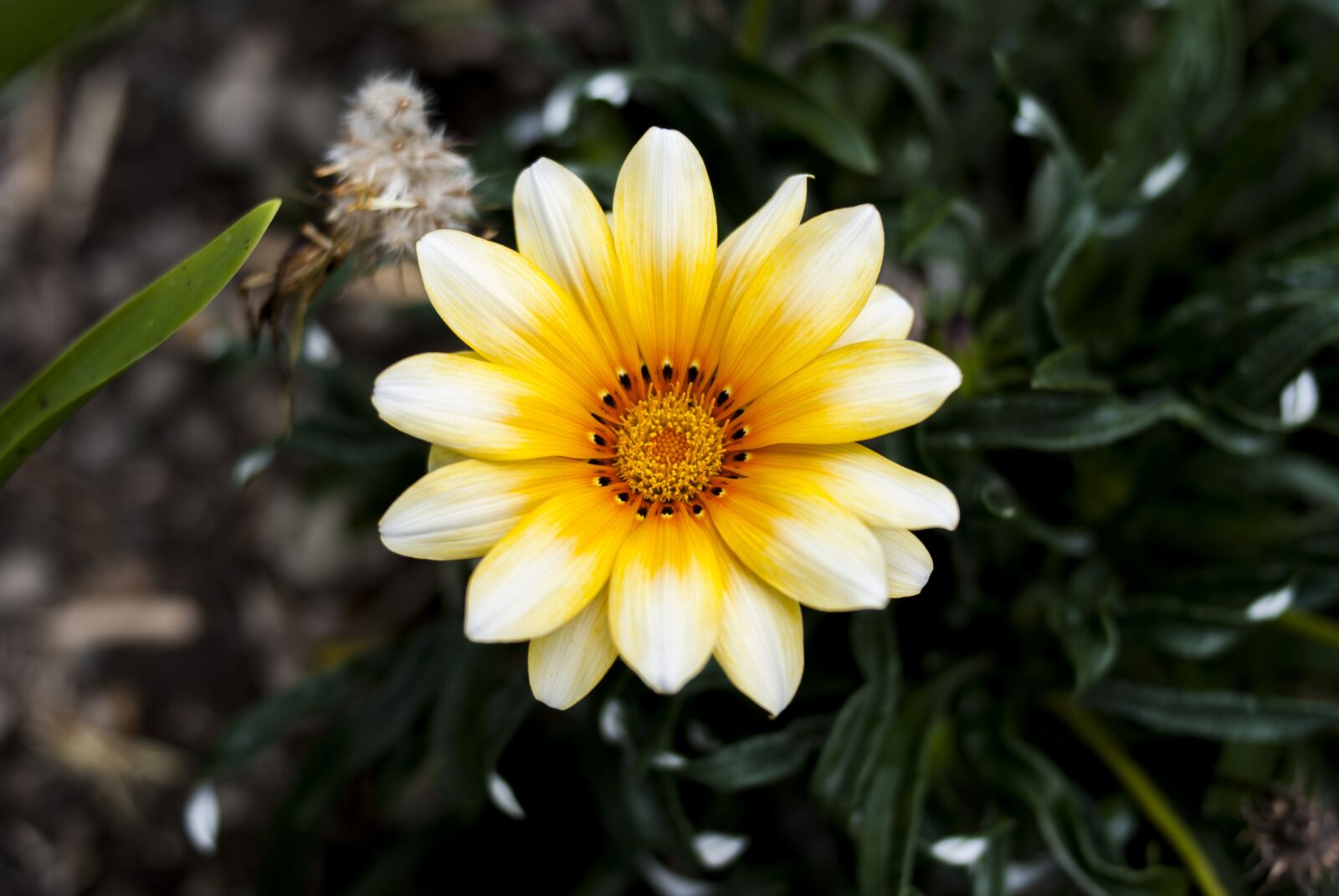 Nikon D60 sample photo. Nature, plant, summer photography