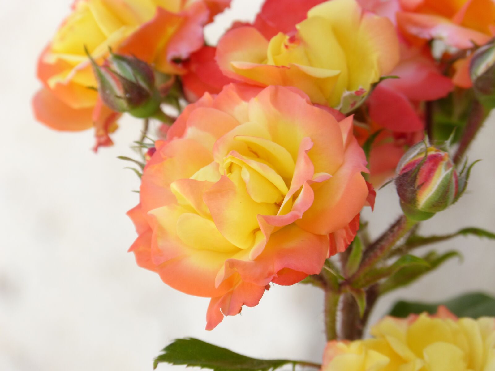Panasonic DMC-FZ62 sample photo. Roses, flowers, beauty photography