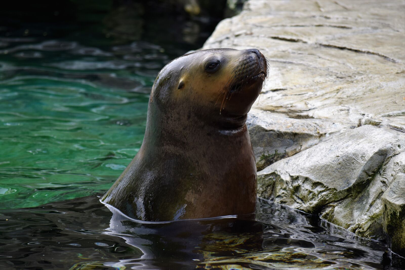 Nikon D3300 sample photo. Sea lion, water, head photography