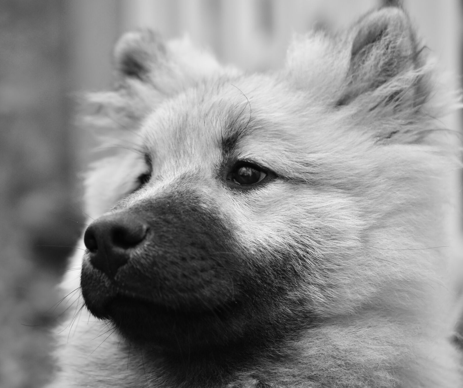 Nikon D5600 sample photo. Dog, dog eurasier, portrait photography