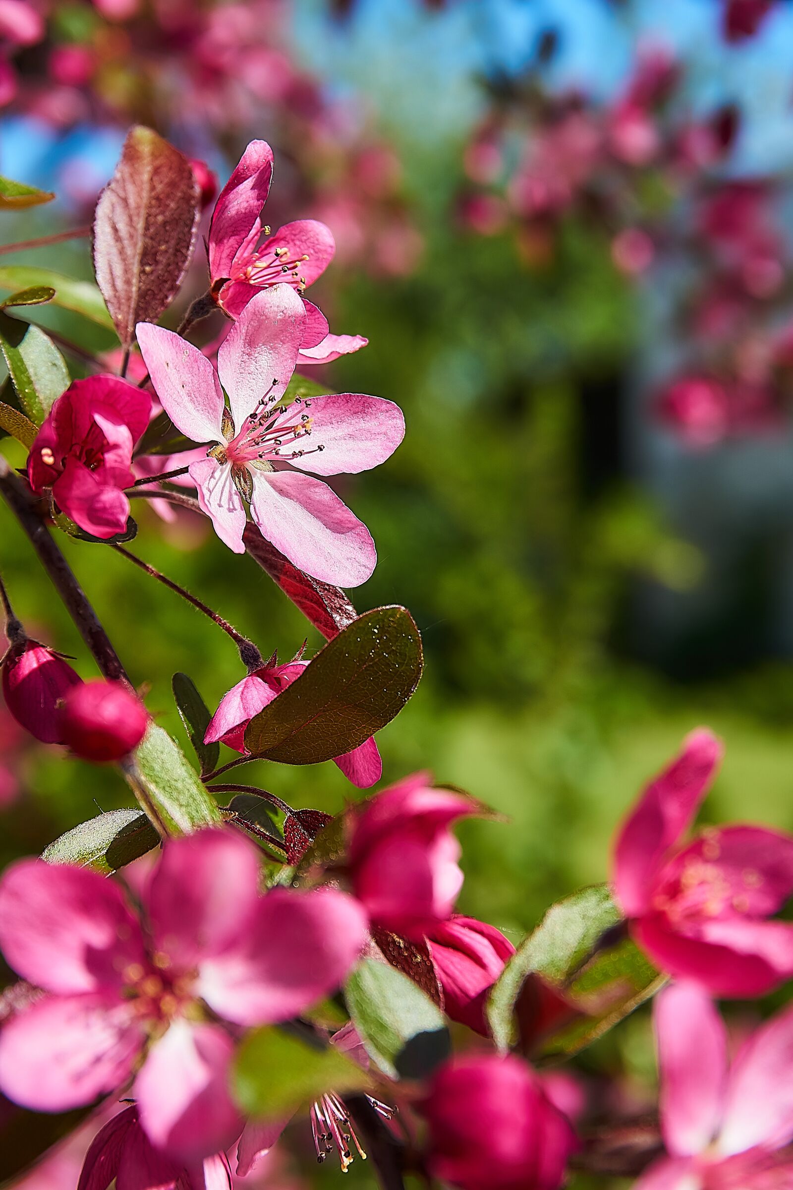 Sony a6000 sample photo. Embellishment, coccinella, malus photography