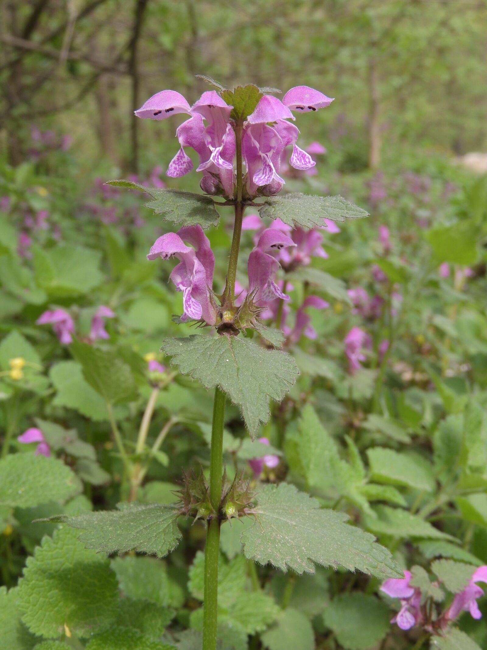 Nikon Coolpix P610 sample photo. Hluchavka speckled, lamium maculatum photography