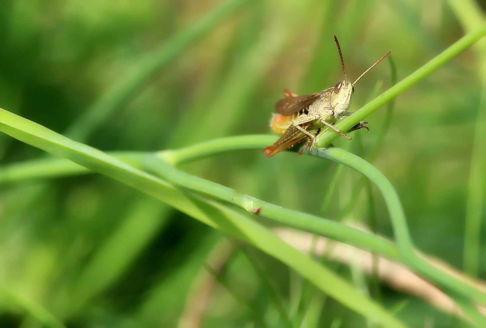 Canon EOS 1300D (EOS Rebel T6 / EOS Kiss X80) sample photo. Grasshopper, swamp locust, insect photography