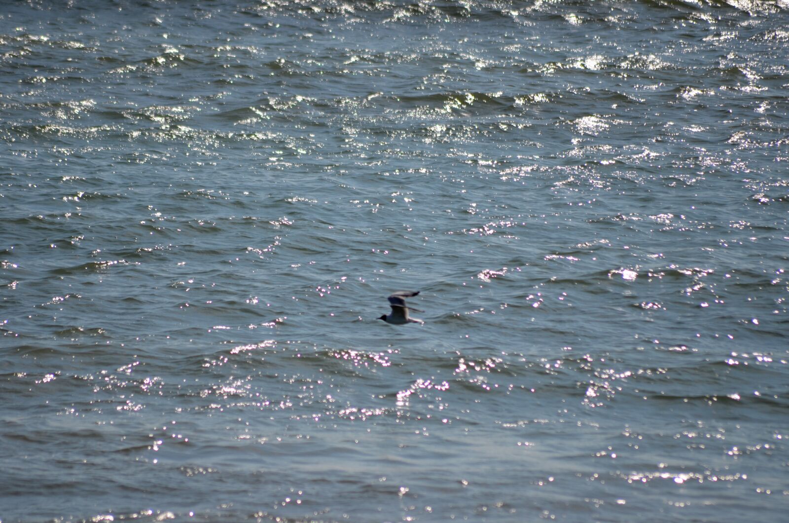 Nikon D5100 sample photo. Great, birds, flight photography