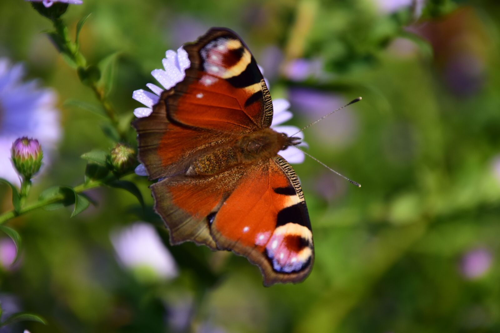 Nikon D3300 sample photo. Peacock, butterfly, insect photography