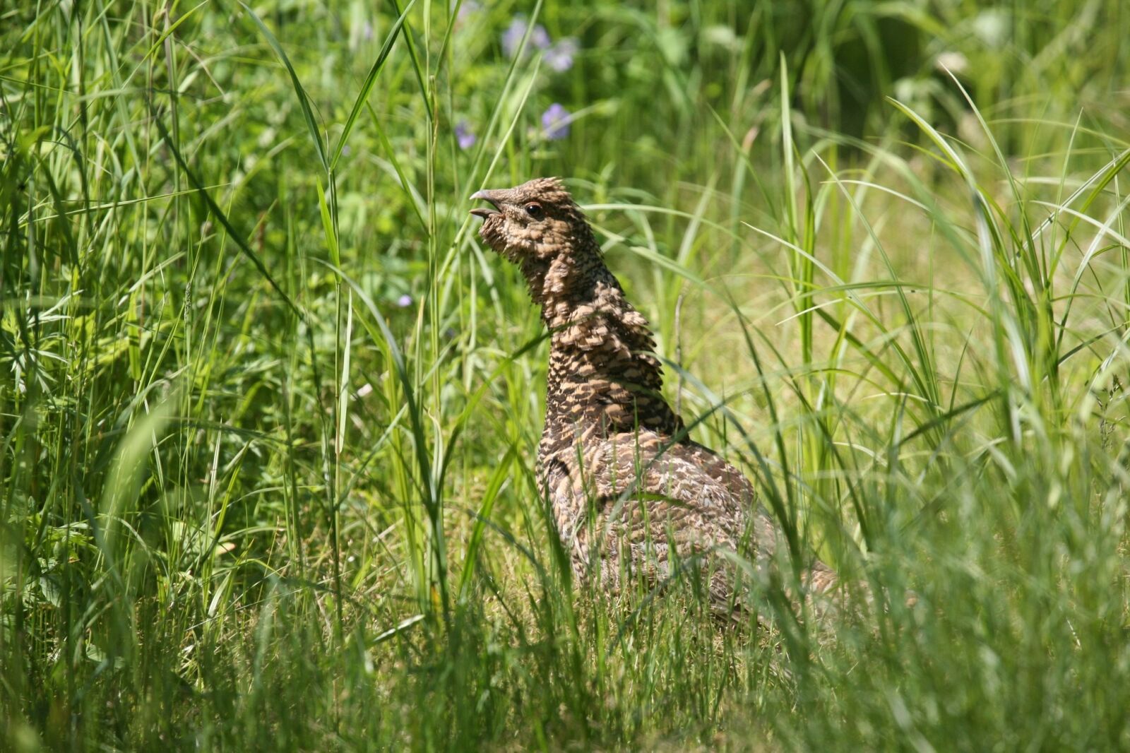 Canon EOS 5D sample photo. Glukharka, bird, forest chicken photography