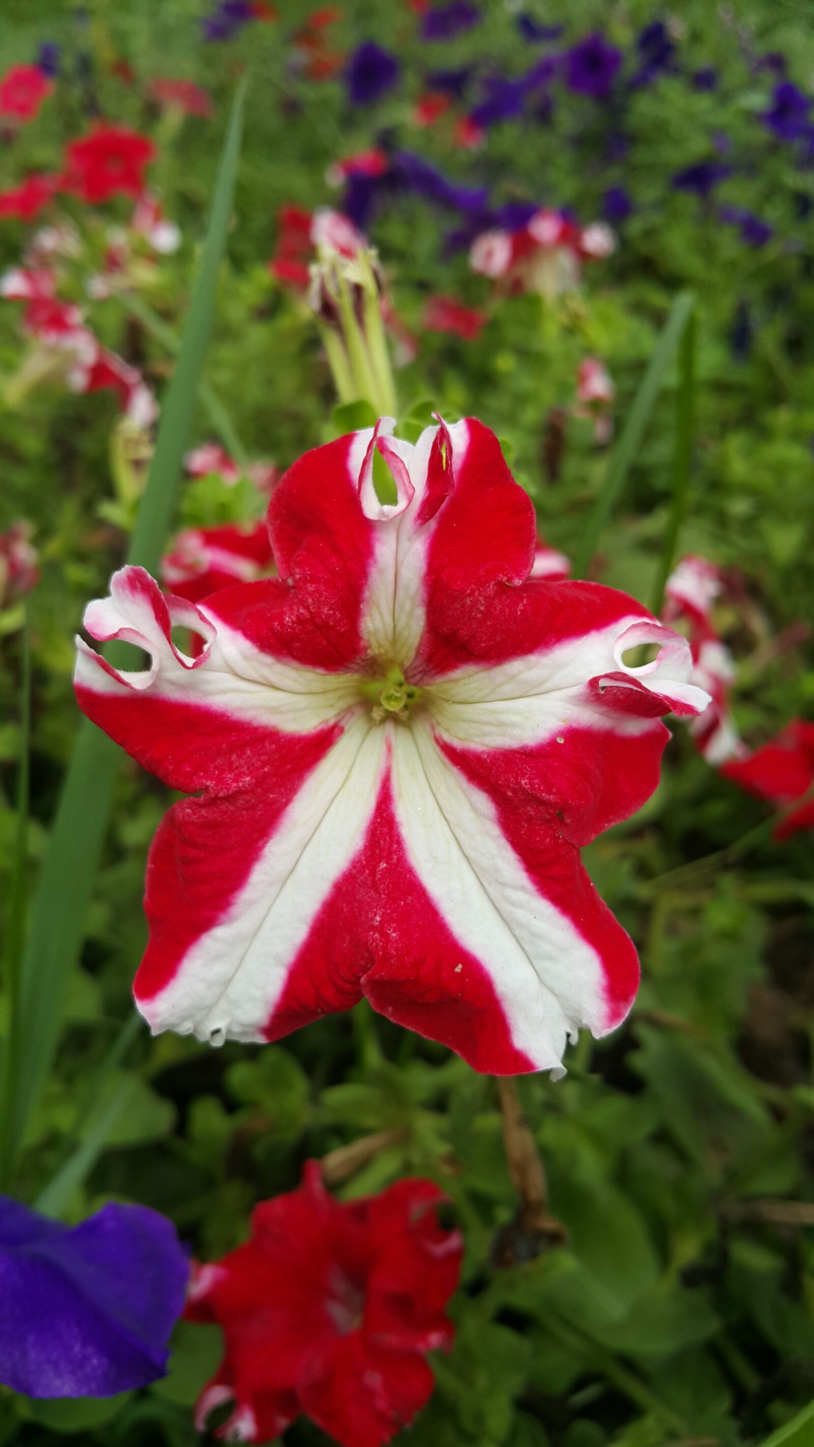 Samsung Galaxy Note4 sample photo. Flowers, nature, blossomed photography