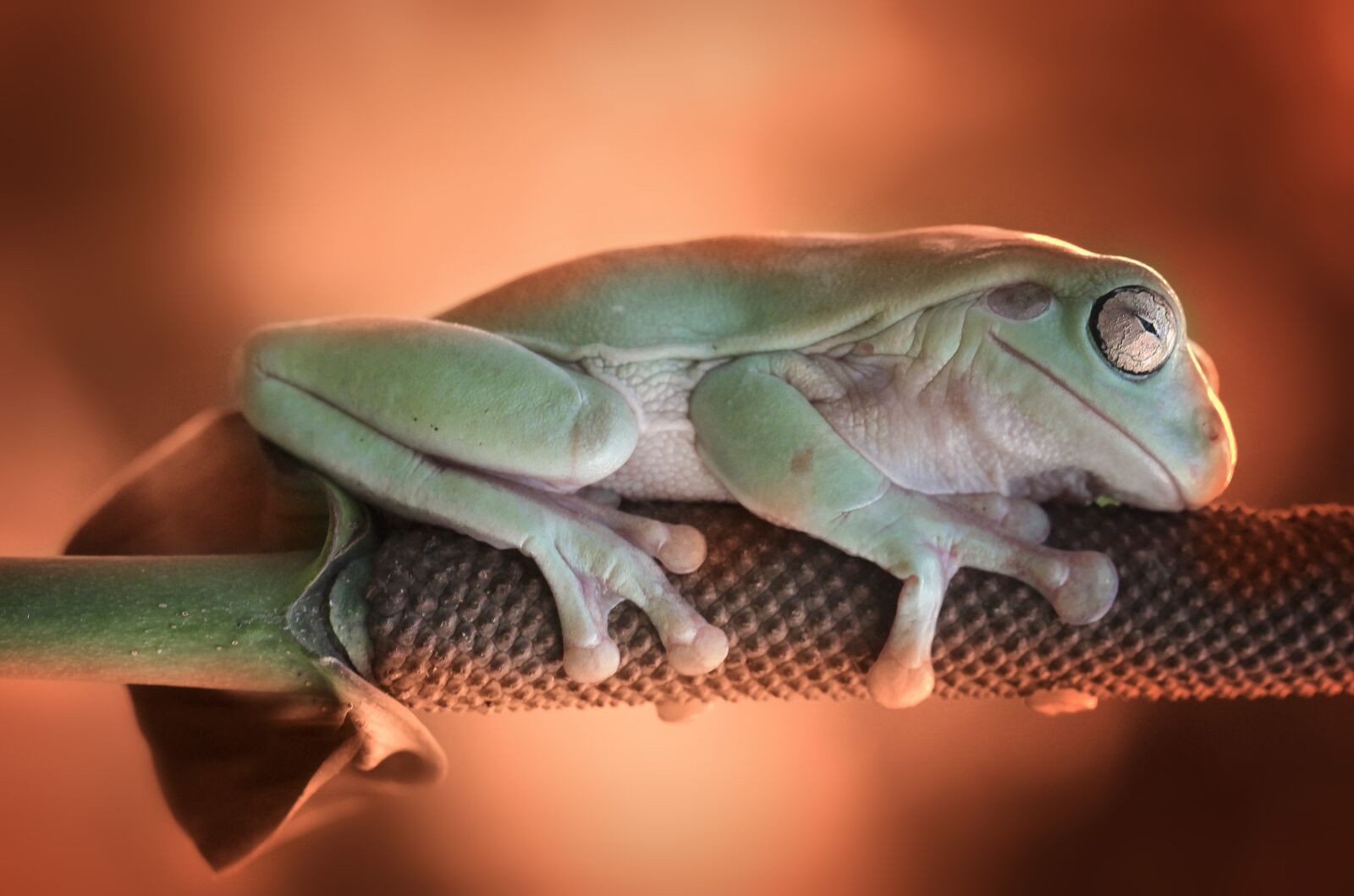 Canon EOS 1100D (EOS Rebel T3 / EOS Kiss X50) sample photo. Frog, sleeping, leave photography