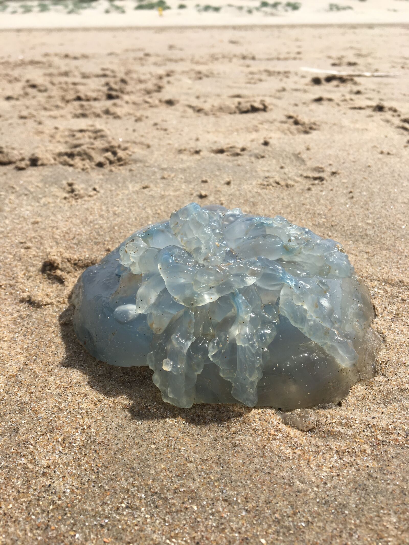 Apple iPhone 6s sample photo. Jellyfish, beach, sun photography