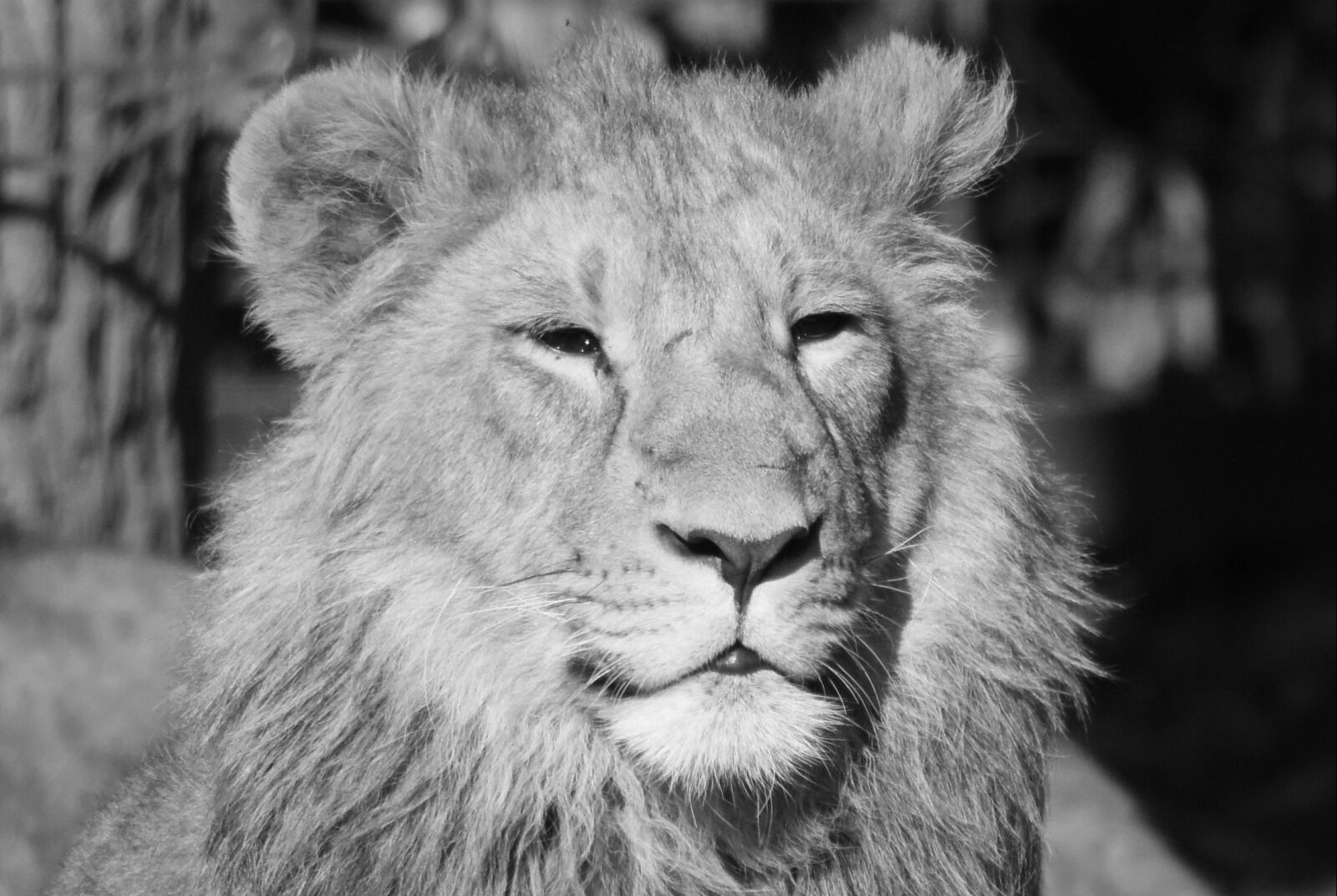 Nikon D7200 sample photo. Lion, animal, predator photography