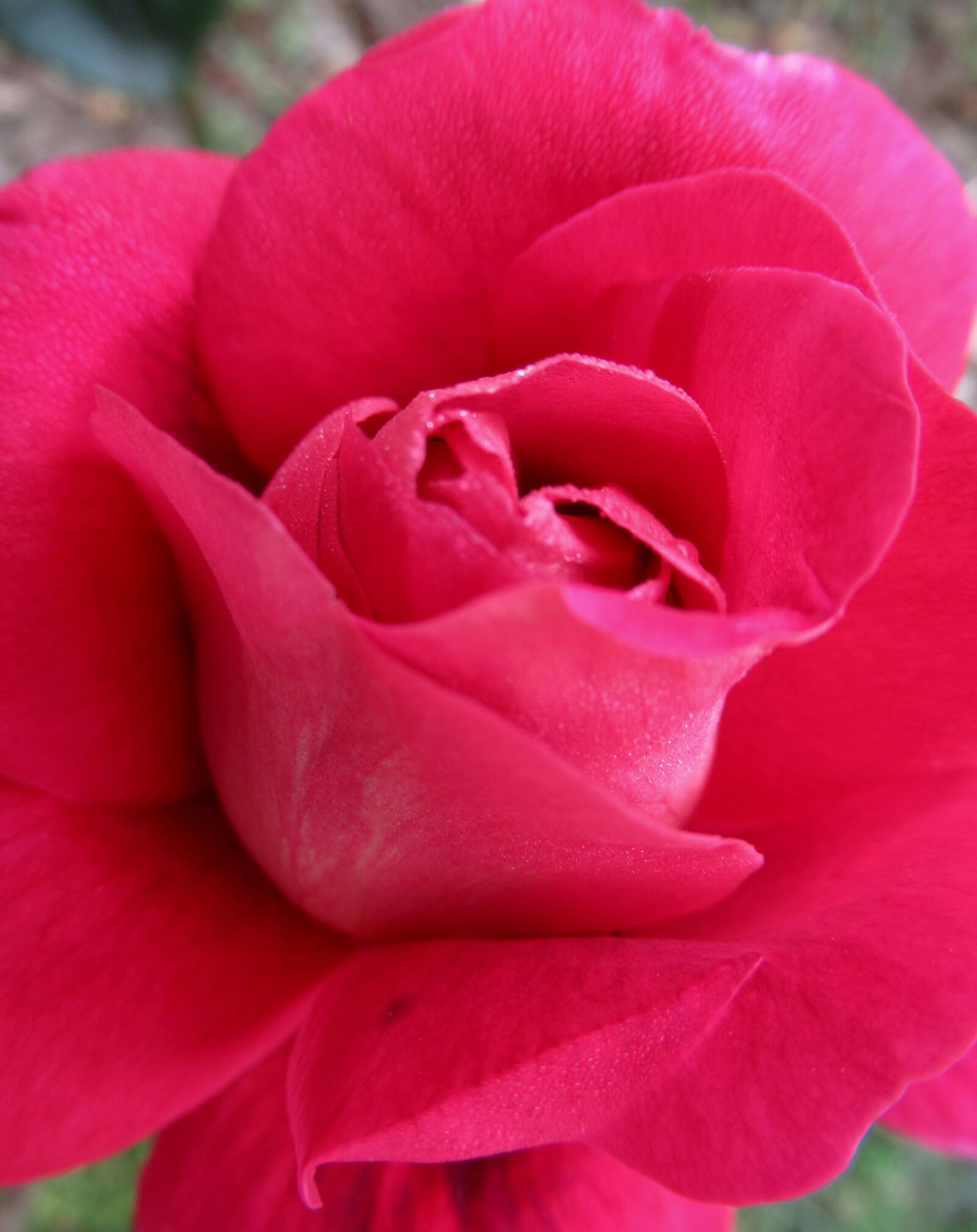 Canon PowerShot SX620 HS sample photo. Garden, rose, autumn photography
