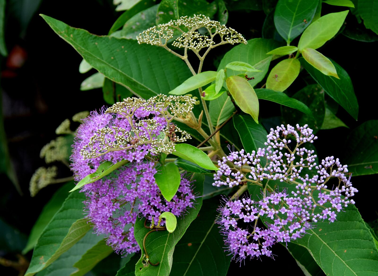 Nikon D7200 sample photo. Flower, purple, exotic photography