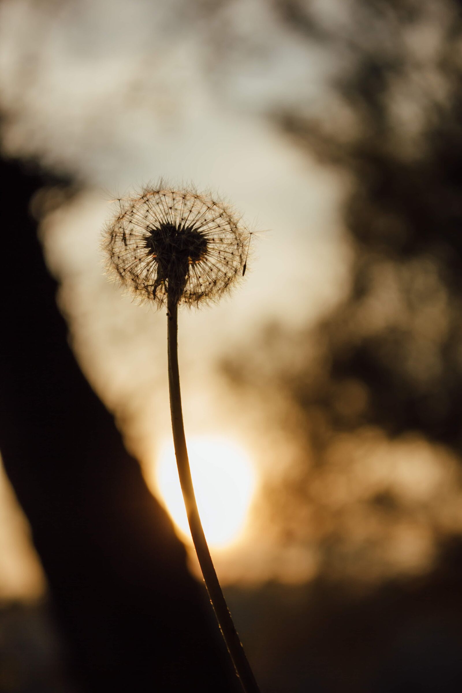 Canon EF-S 18-55mm F3.5-5.6 IS sample photo. Dandelion, silhouette, shadow, sunset photography