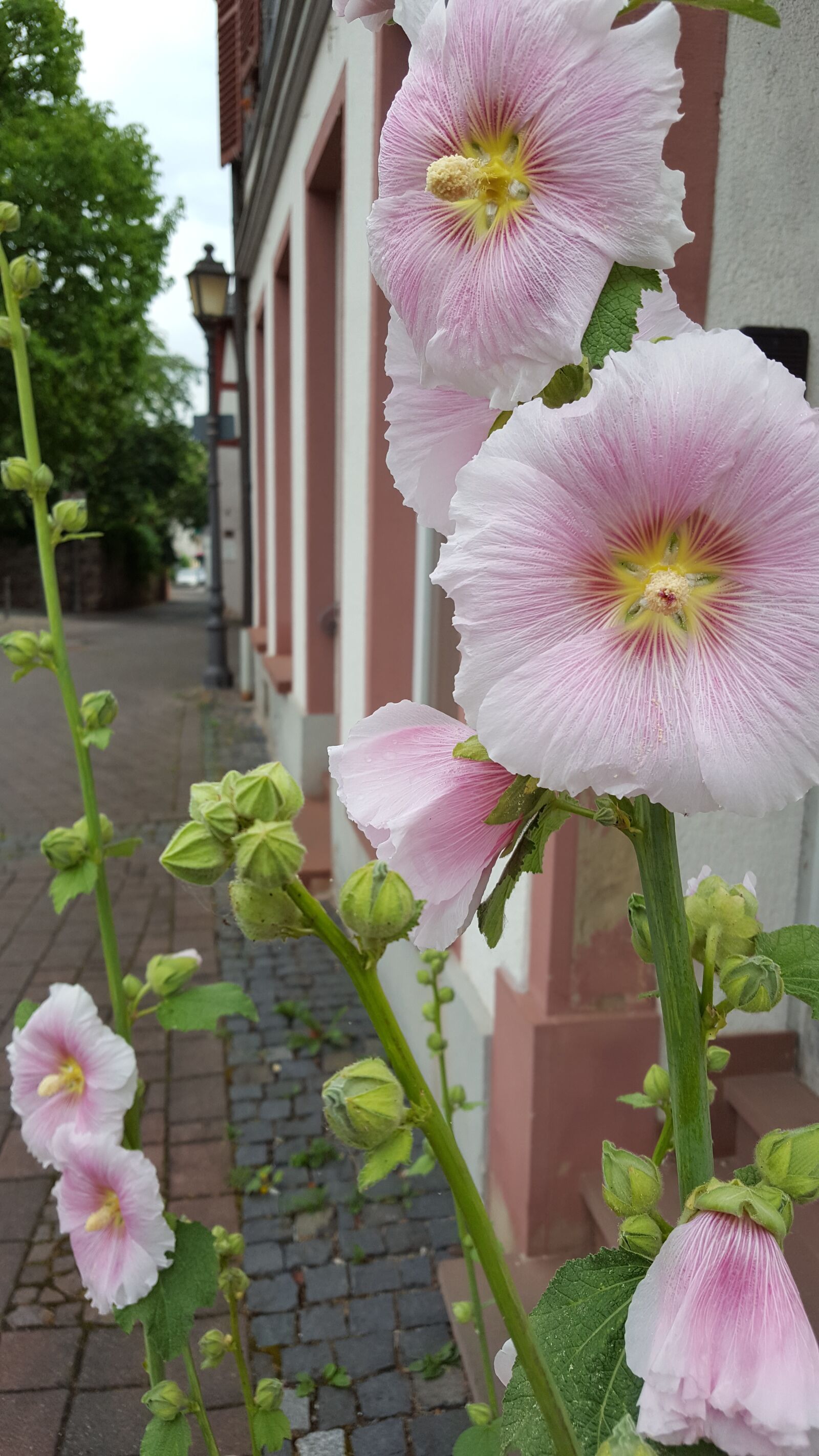 Samsung GALAXY S6 edge sample photo. Flowers perennial, pink flowers photography