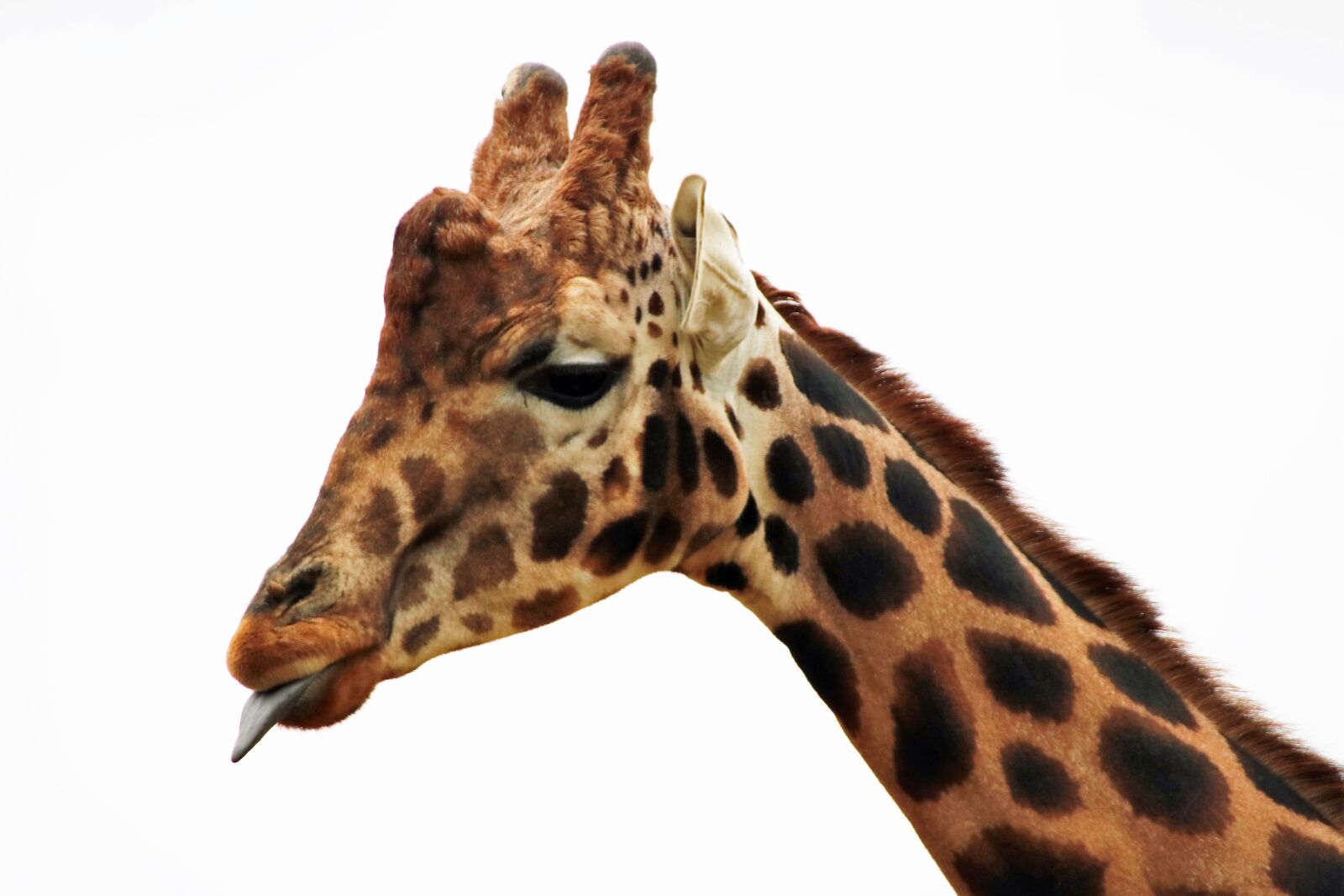 Canon EOS 760D (EOS Rebel T6s / EOS 8000D) sample photo. Giraffe, long neck, mammal photography