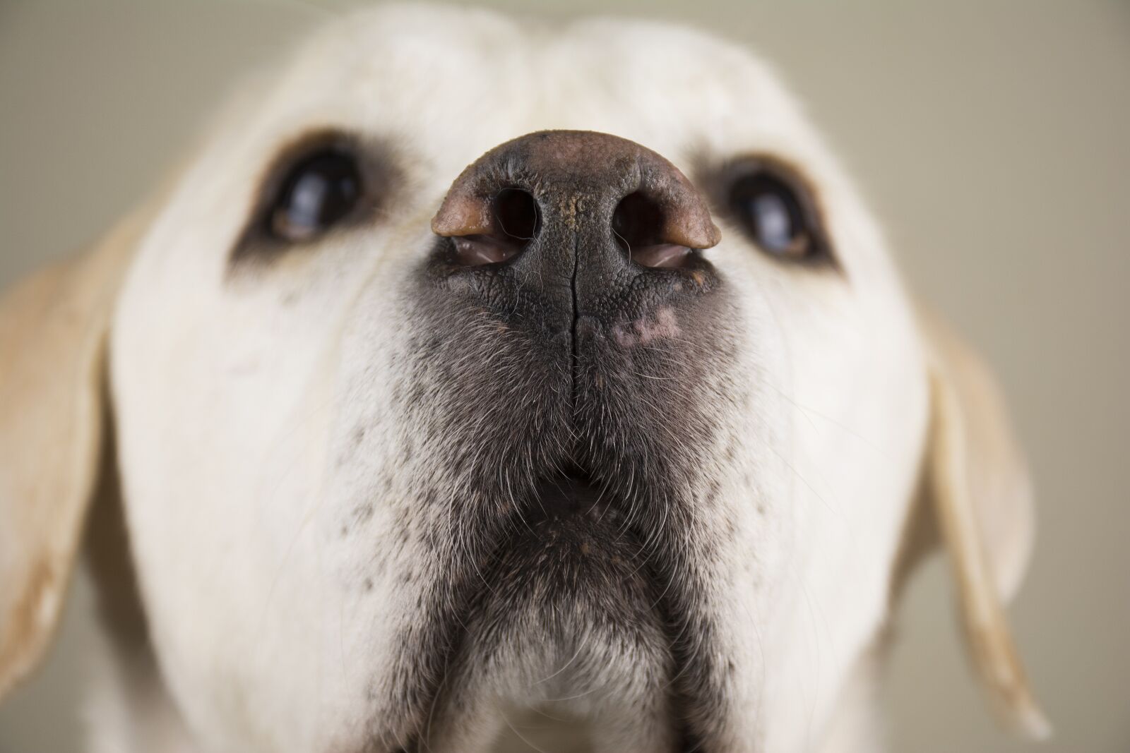 Nikon D7100 sample photo. Labrador, dog, cute photography