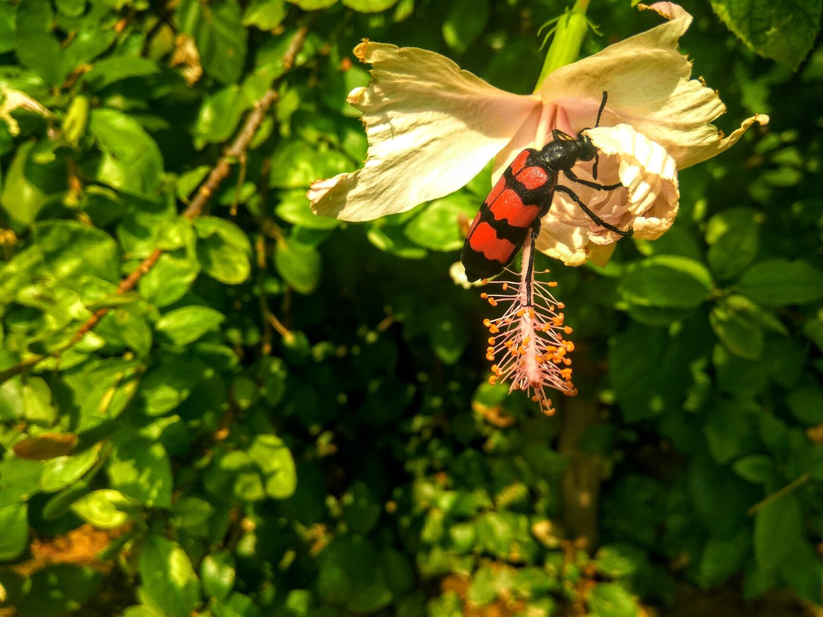 Xiaomi Redmi Note3 sample photo. Beetle, bug, red photography
