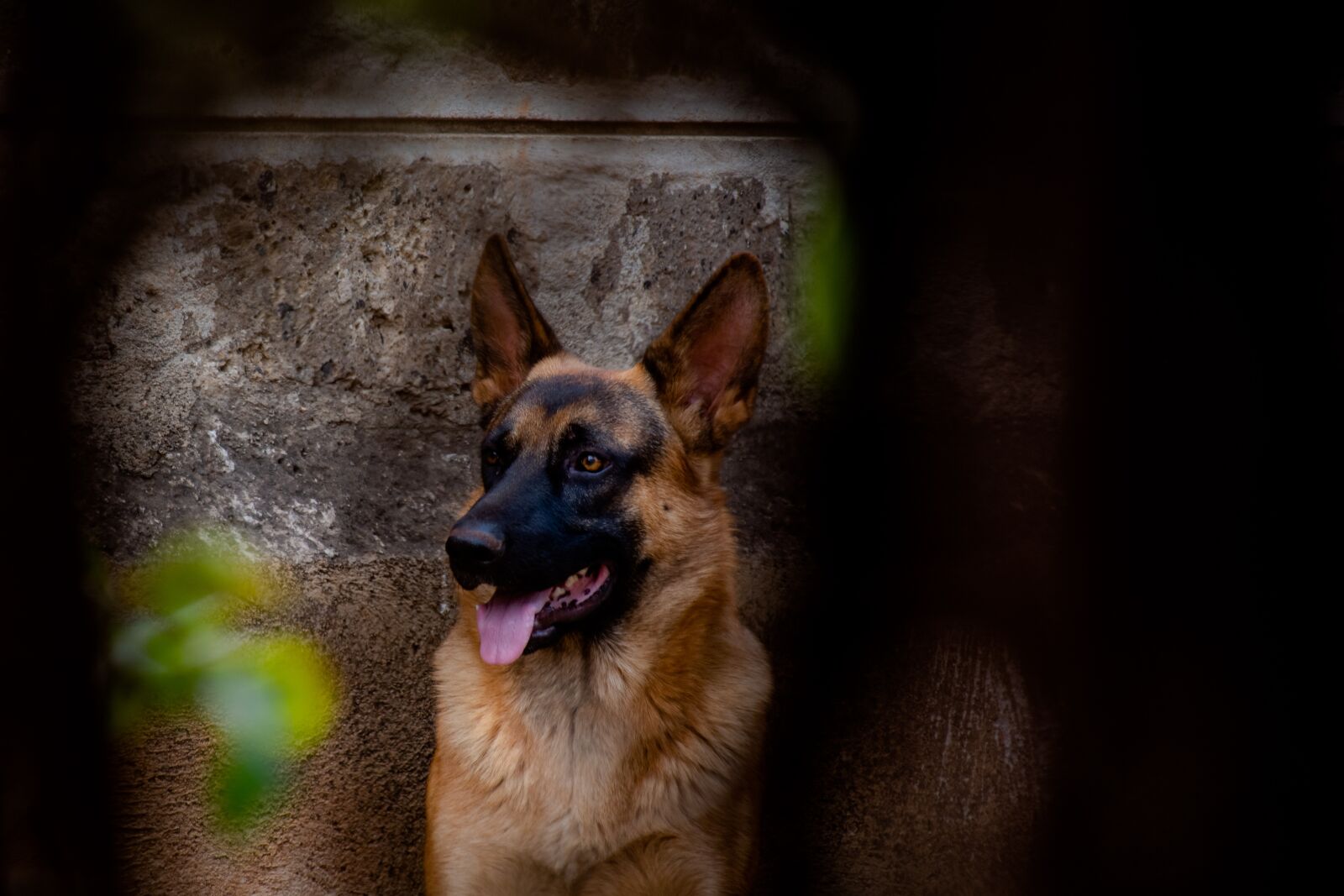 Nikon D7100 sample photo. Dog, friend, pet photography