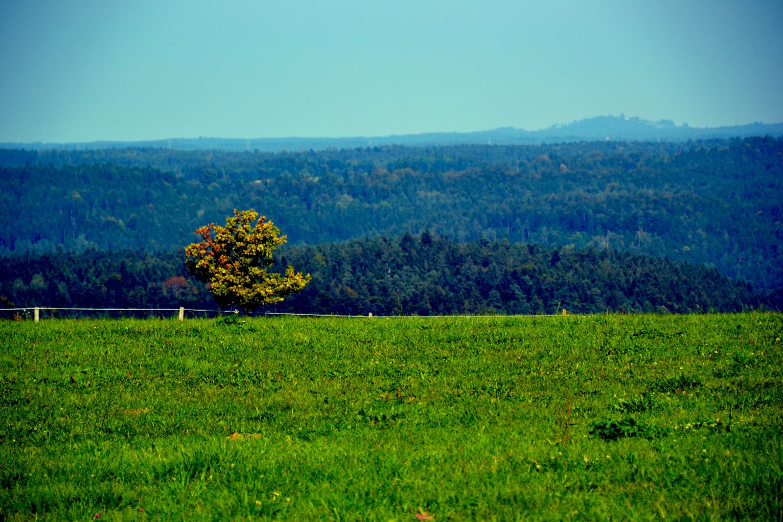 Nikon D3100 sample photo. Meadow, tree, grass photography