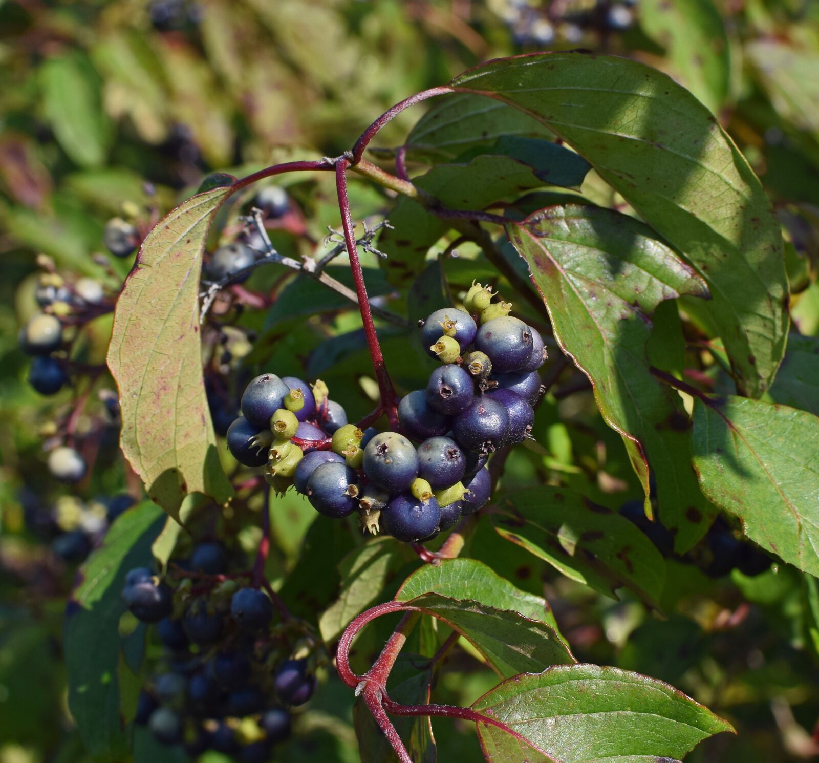 Nikon D3300 sample photo. Roughleaf dogwood berries, berries photography