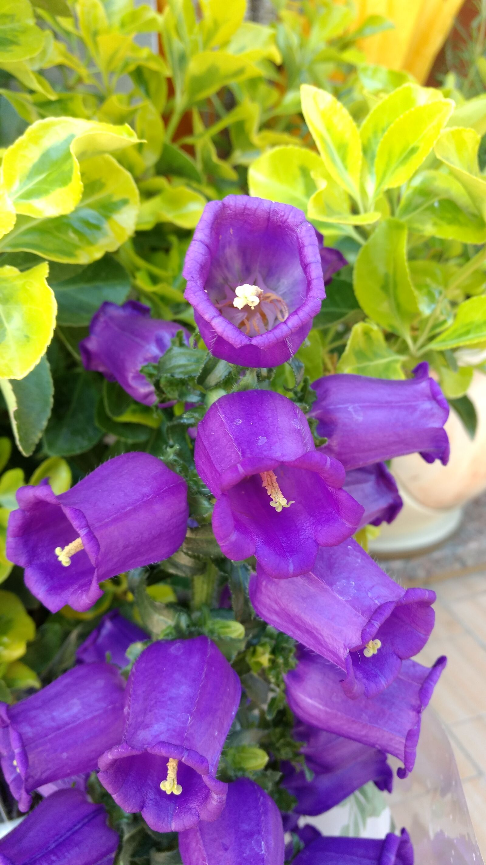 Motorola Moto G (4) sample photo. Fiori, flowers, green, leaves photography
