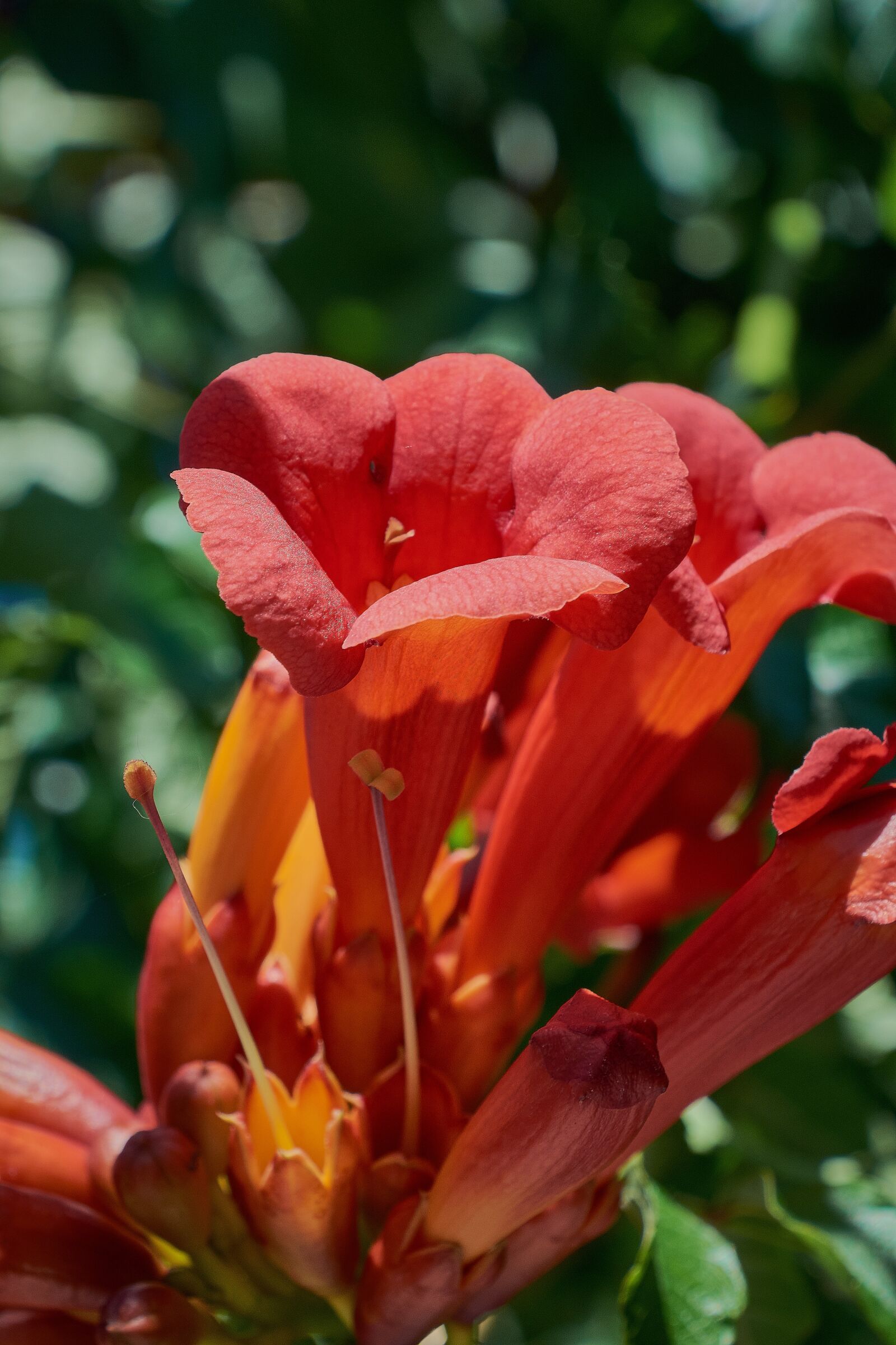 Nikon D7200 sample photo. Grandiflora, garden, petals photography