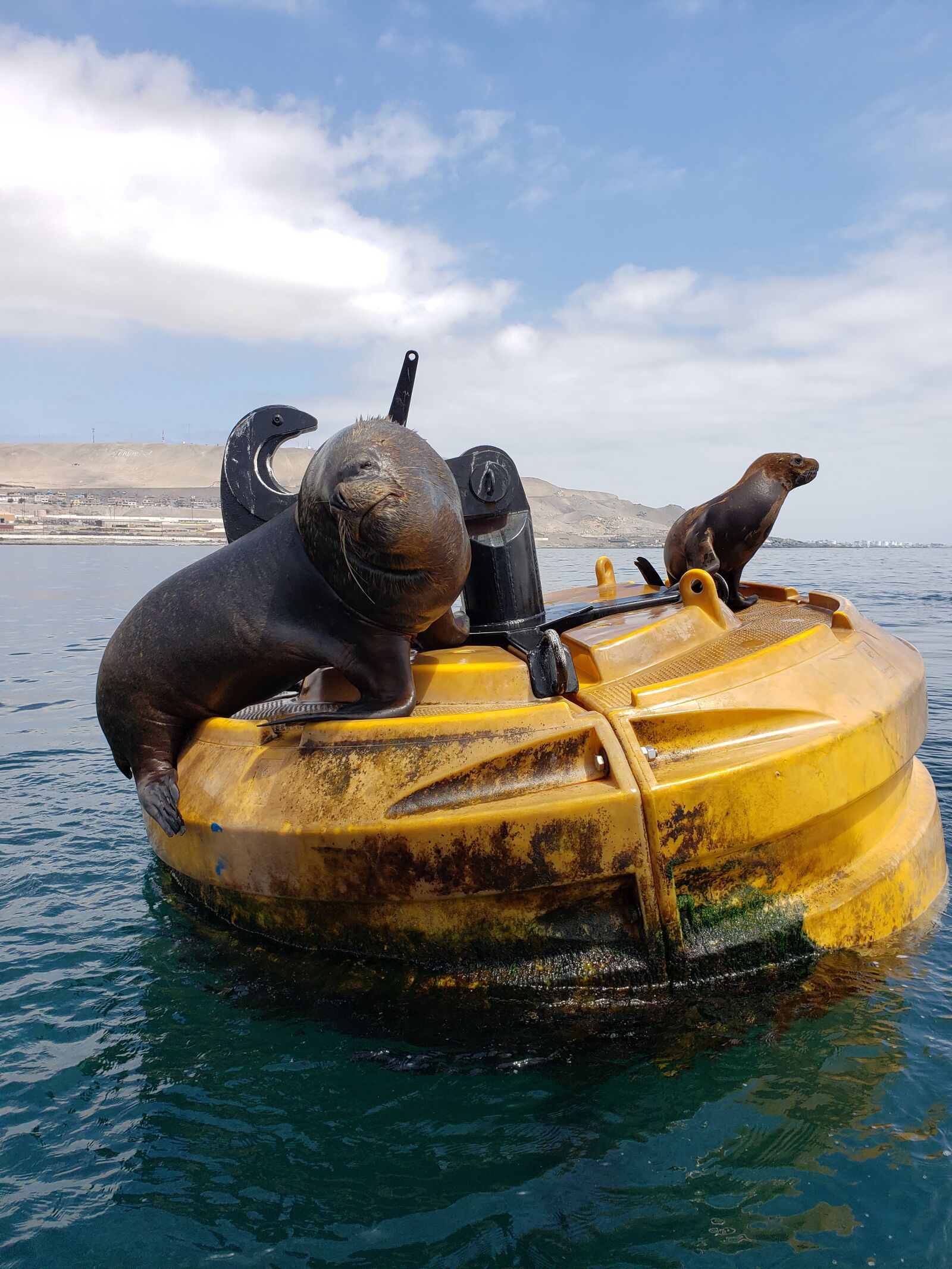 Samsung Galaxy Note9 sample photo. Sea wolf, animals, wild photography