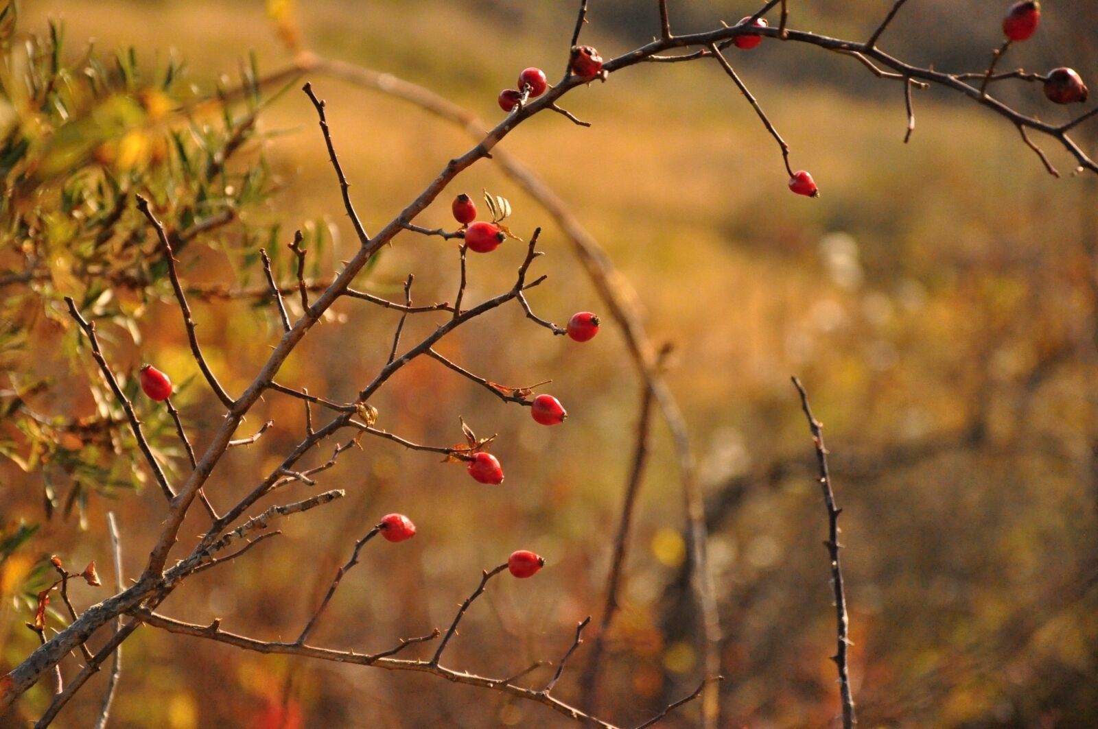Nikon D90 sample photo. Autumn, rosehip, wild photography