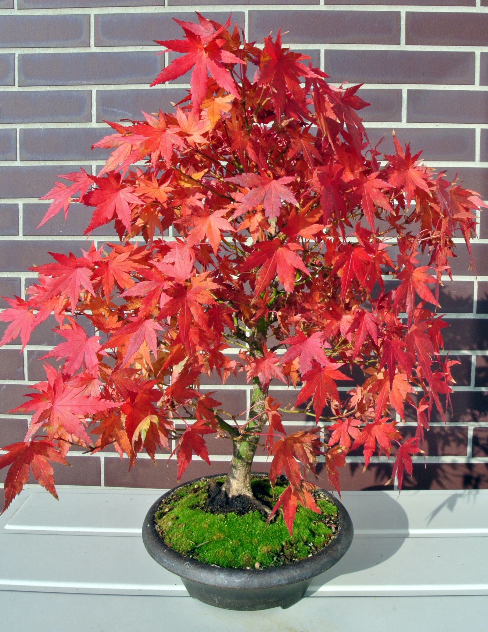 Nikon 1 J1 sample photo. Bonsai, maple, fall foliage photography