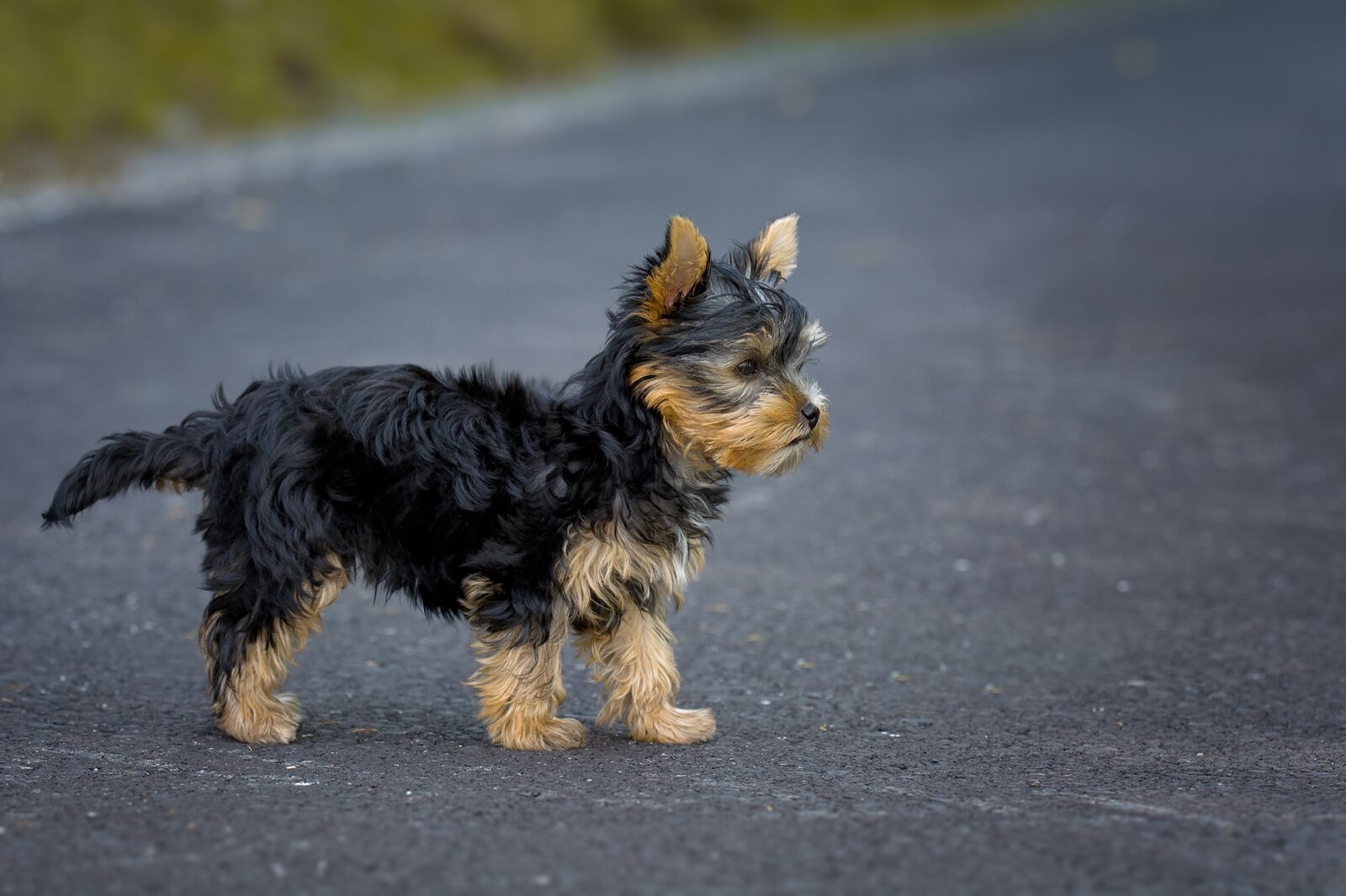Nikon D7100 sample photo. Dog, puppy, yorkshire terrier photography
