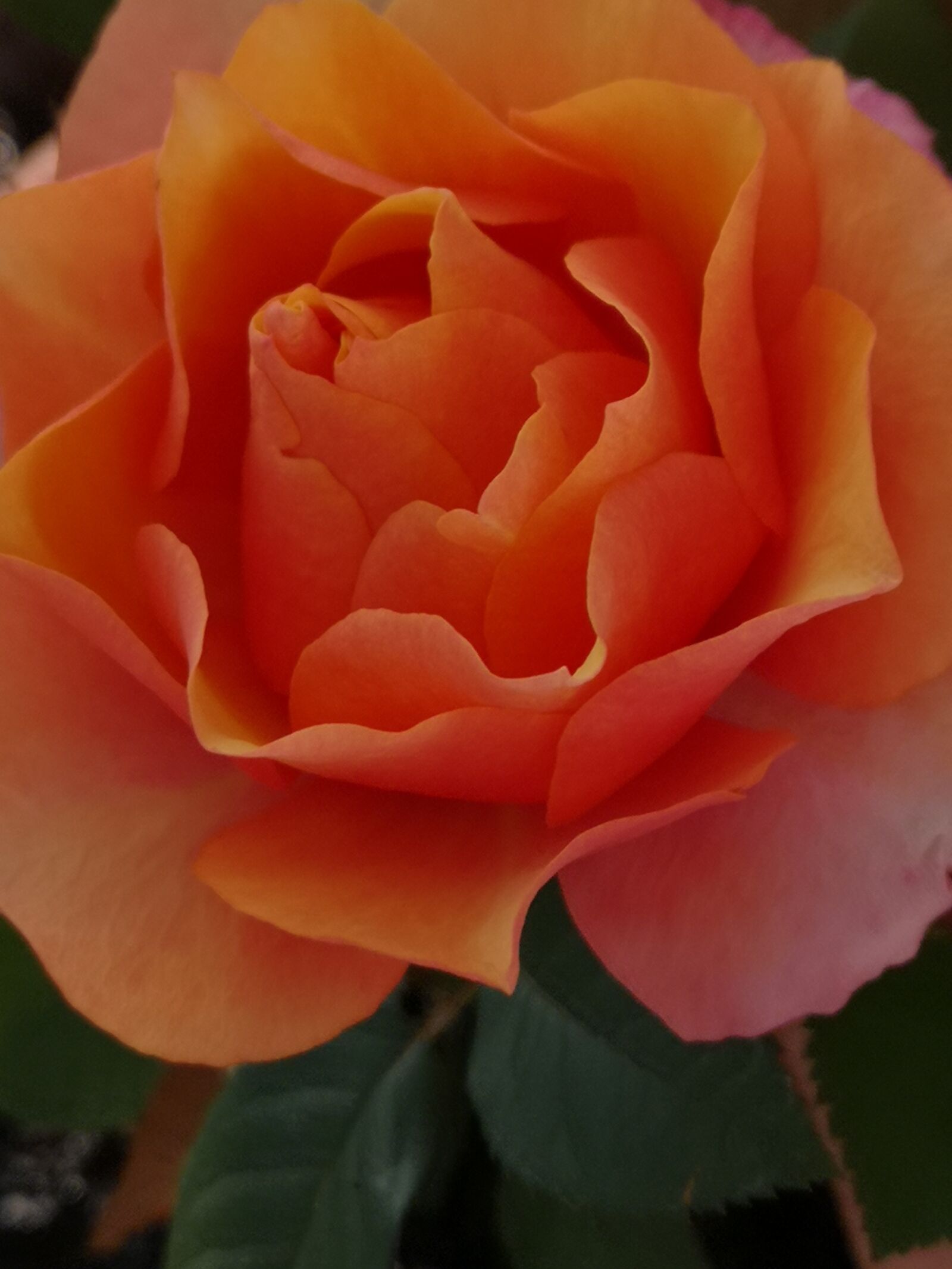 HUAWEI CLT-L09 sample photo. Nature, flower, rose photography