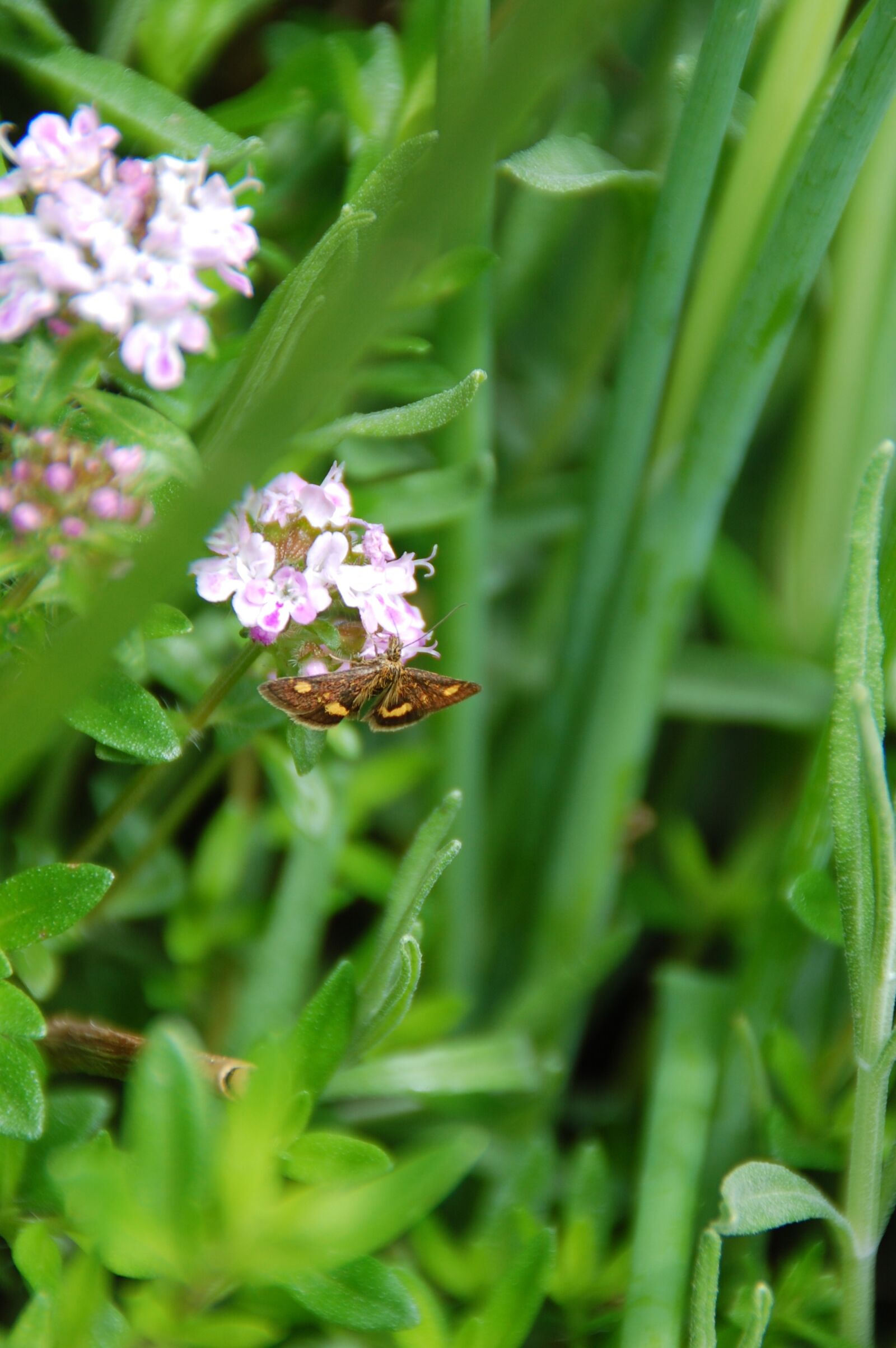 Nikon D40 sample photo. Butterfly, insect, flowers photography