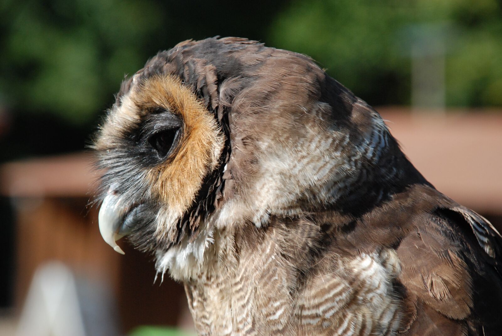 Nikon D80 sample photo. Owl, plumage, wild bird photography