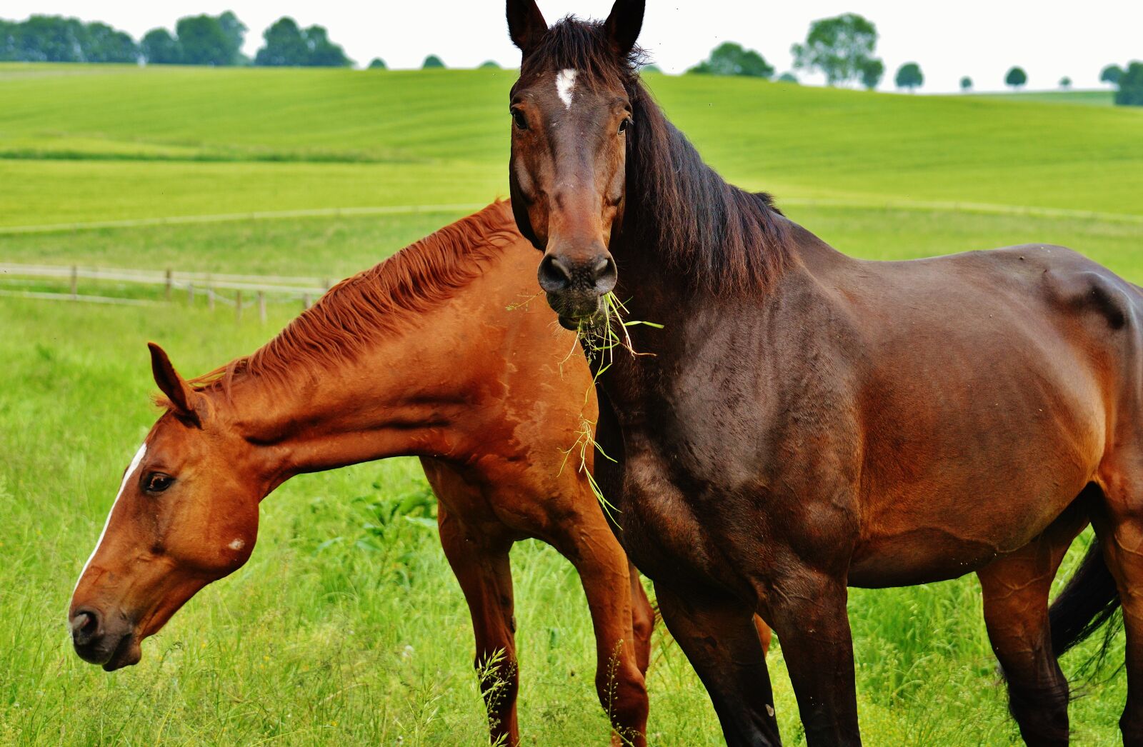 Nikon D3200 sample photo. Horses, for two, coupling photography