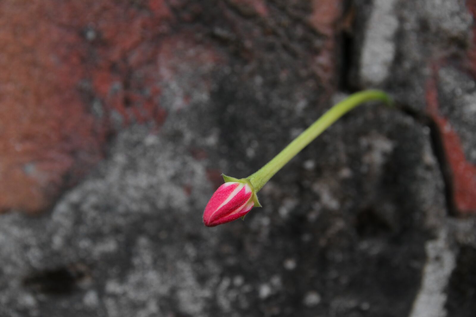 Canon EOS 80D sample photo. Blossom, flower, nature photography