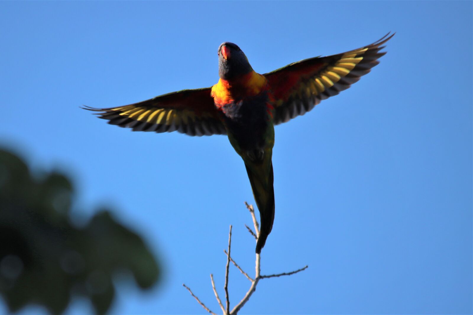 Canon EOS 90D sample photo. Rainbow, lorikeet, flying photography