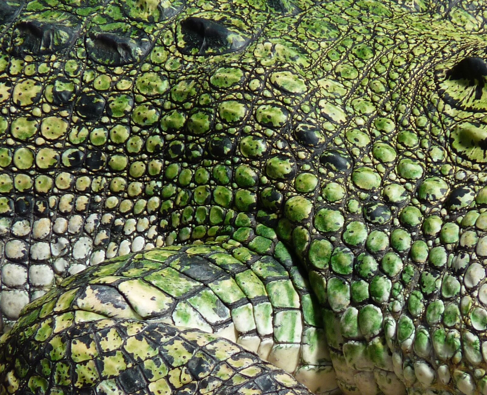 Panasonic Lumix DMC-FZ35 (Lumix DMC-FZ38) sample photo. Crocodile, scale, reptile photography