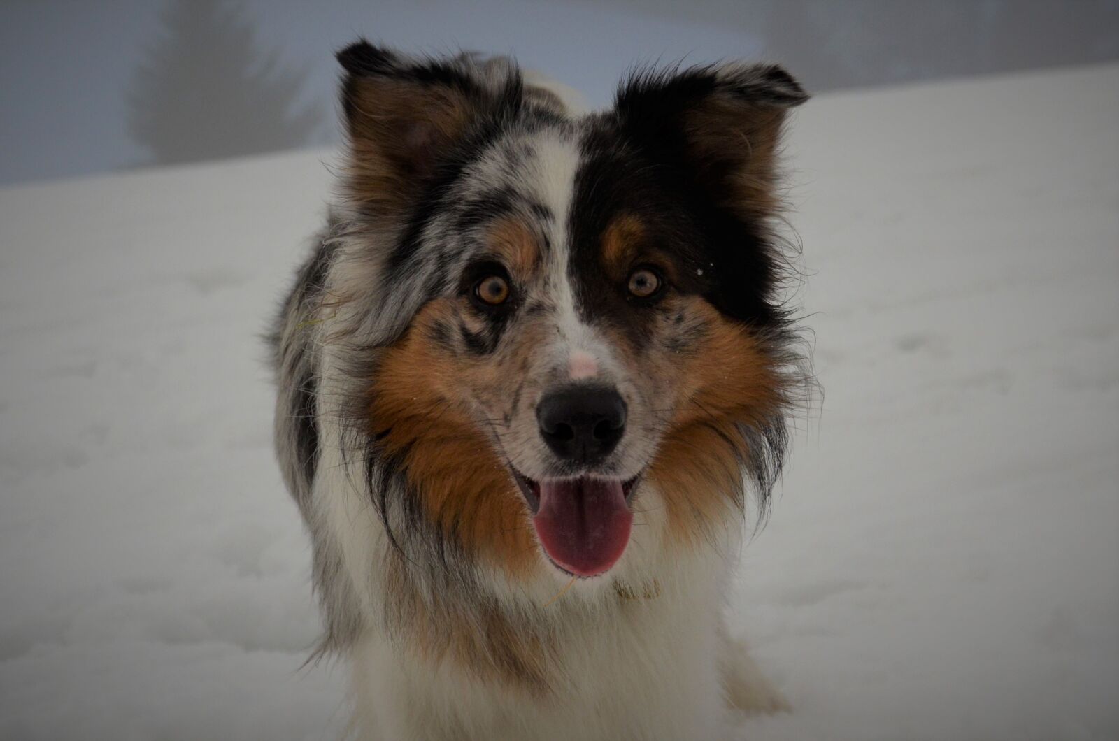 Nikon D7000 sample photo. Collie, animal, snow photography