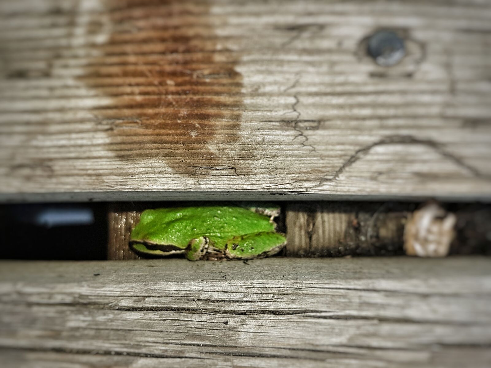 Samsung Galaxy S7 sample photo. Frog, toad, hiding photography