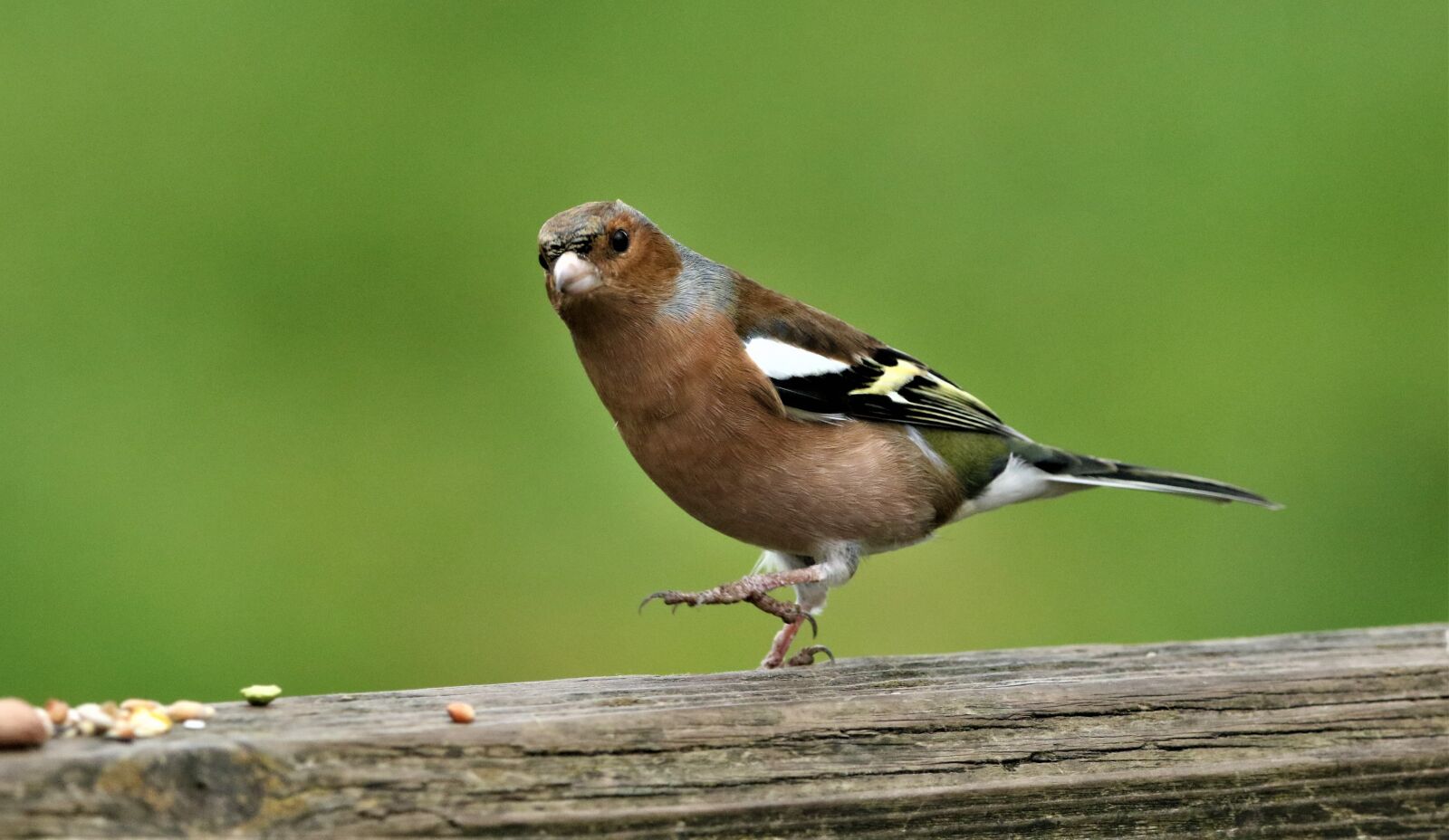 150-600mm F5-6.3 DG OS HSM | Contemporary 015 sample photo. Chaffinch, bird, wildlife photography